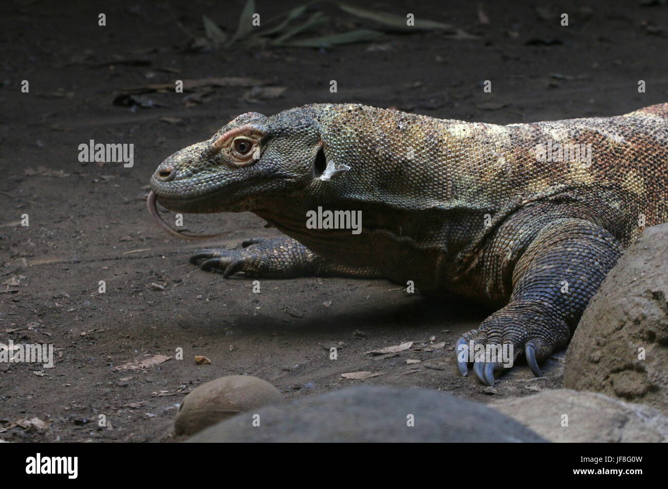 Close-up of the head of an Indonesian Komodo dragon (Varanus komodoensis), forked tongue flicking out, picking up scents in the air. Stock Photo