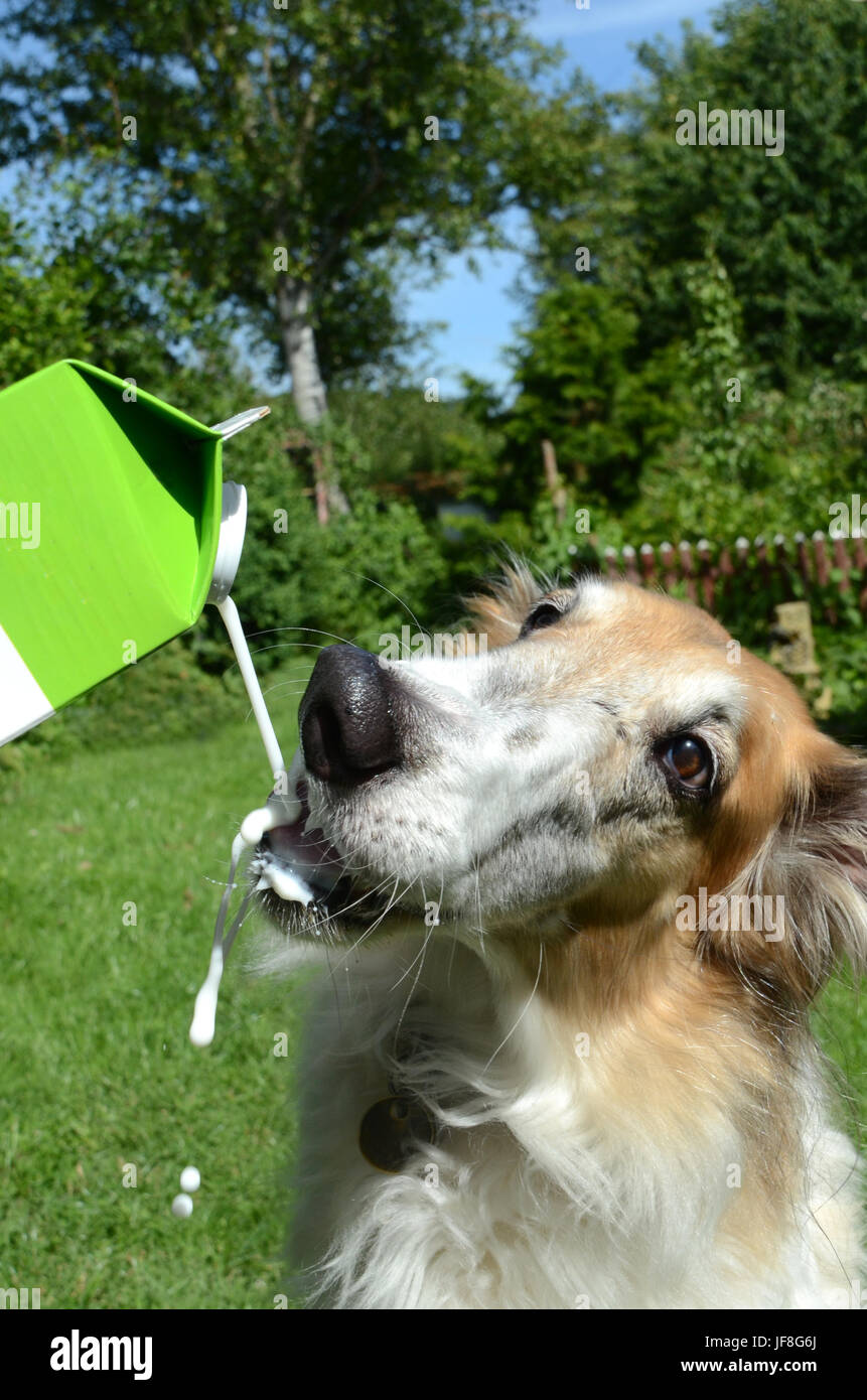 My dog drinks milk cheap