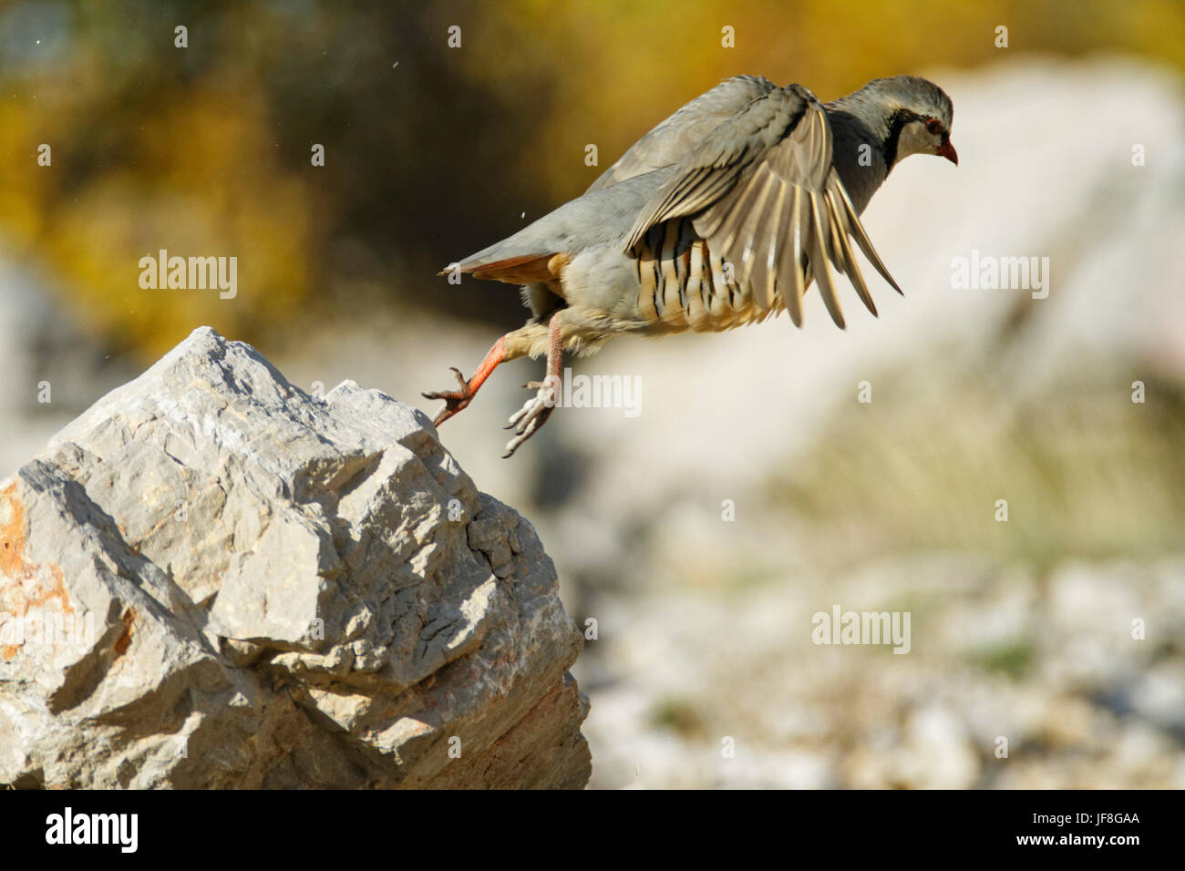 The rock partridge from Velebit mountain, Croatia Stock Photo