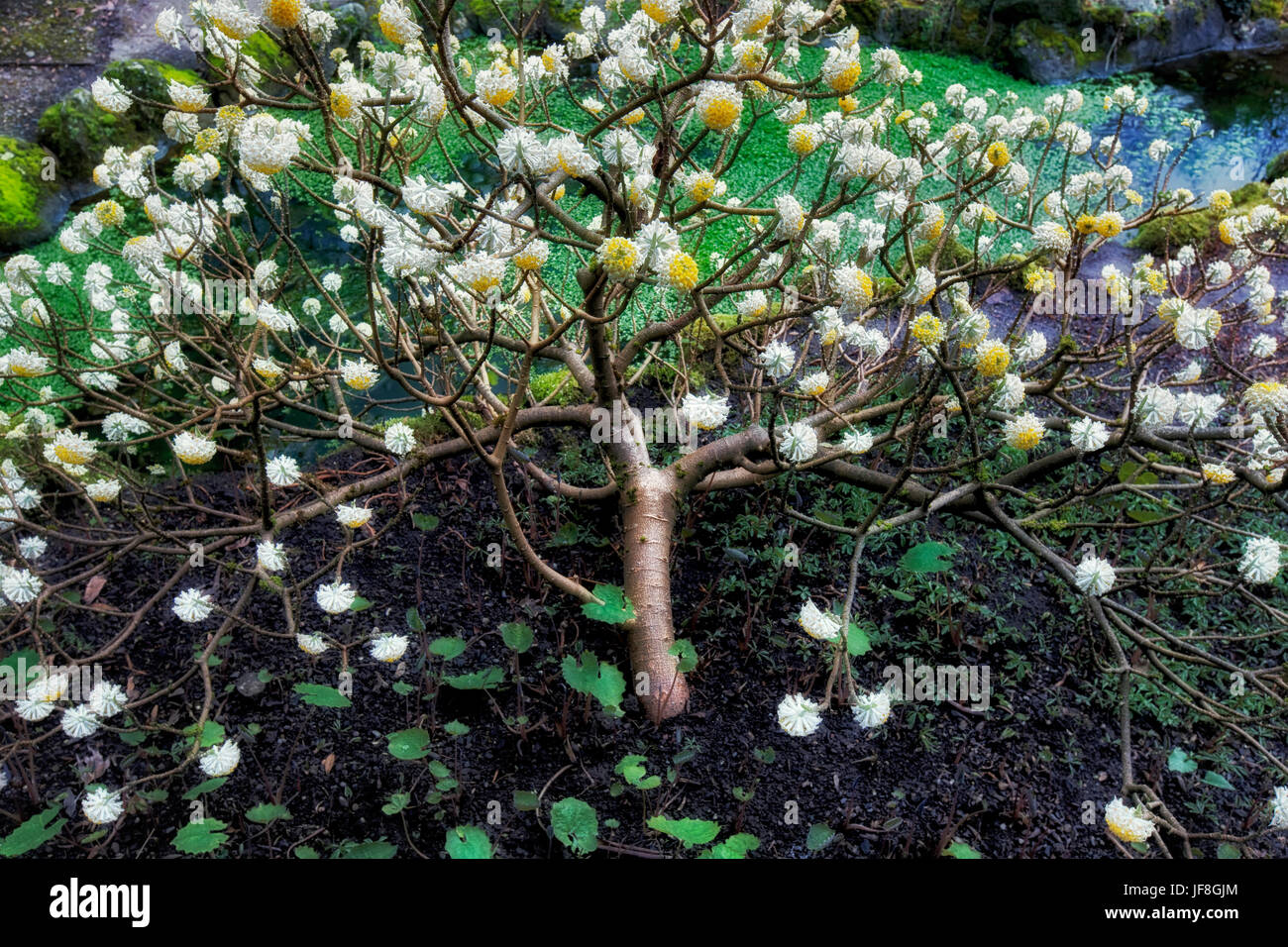 Edgeworthia chrysantha ( Paper Bush) at Bishops Close. Portland, Oregon Stock Photo
