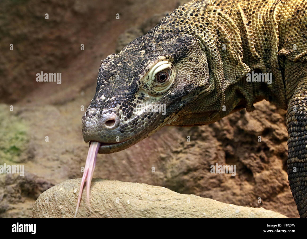 Close-up of the head of an Indonesian Komodo dragon (Varanus komodoensis), forked tongue flicking out, picking up scents in the air. Stock Photo