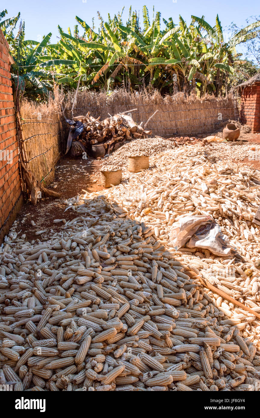 Maize farming malawi hires stock photography and images Alamy