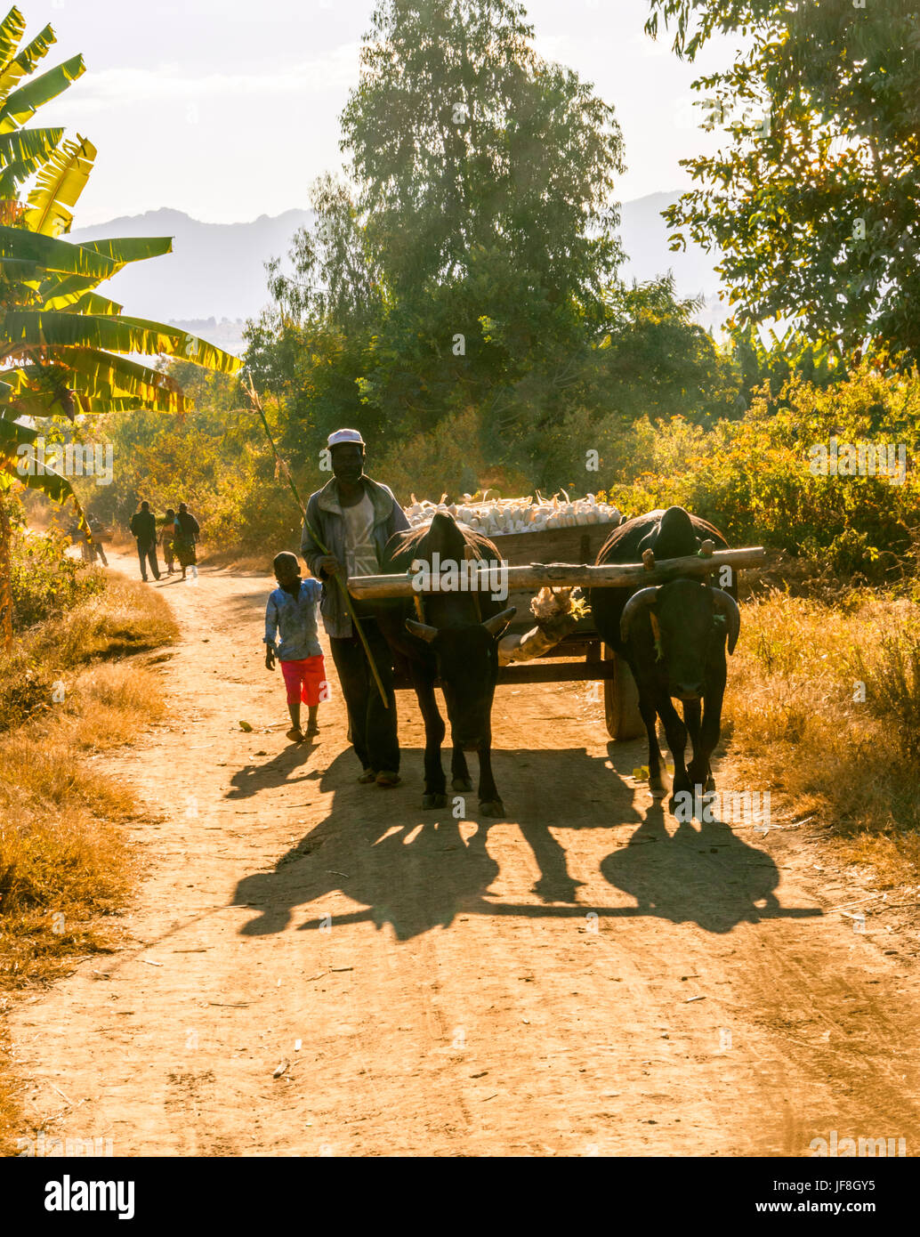 Malawian man walks beside oxcart carrying maize cobs from his field on dirt road running through rural village showing traditionally built mud housing Stock Photo