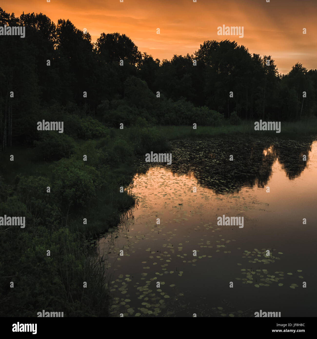 Still lake square landscape at white night. Orange sky and dark trees silhouettes reflected in water. Ladoga, Russia Stock Photo