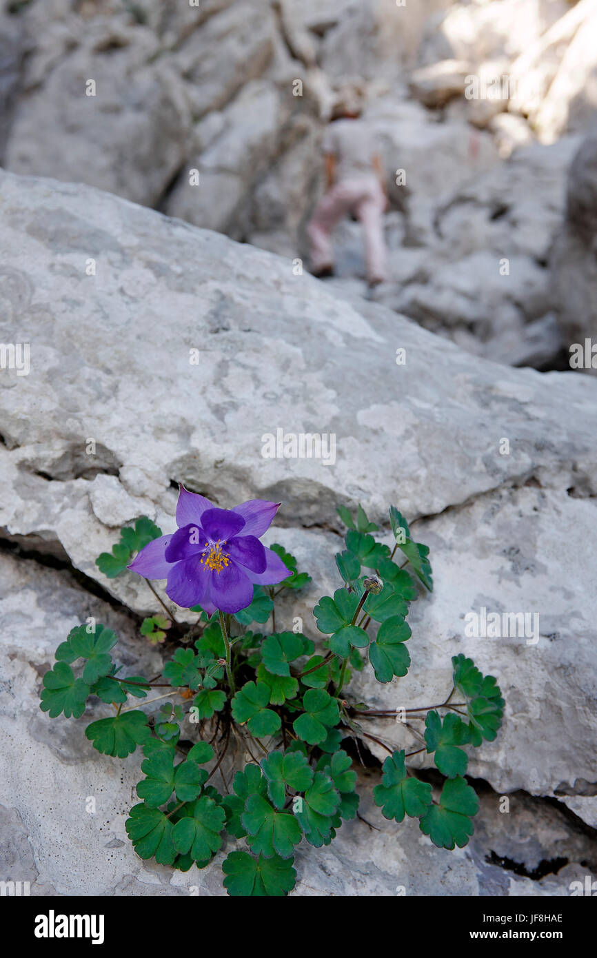 Aquilegia kitaibelii plant on Velebit mountain, Croatia Stock Photo