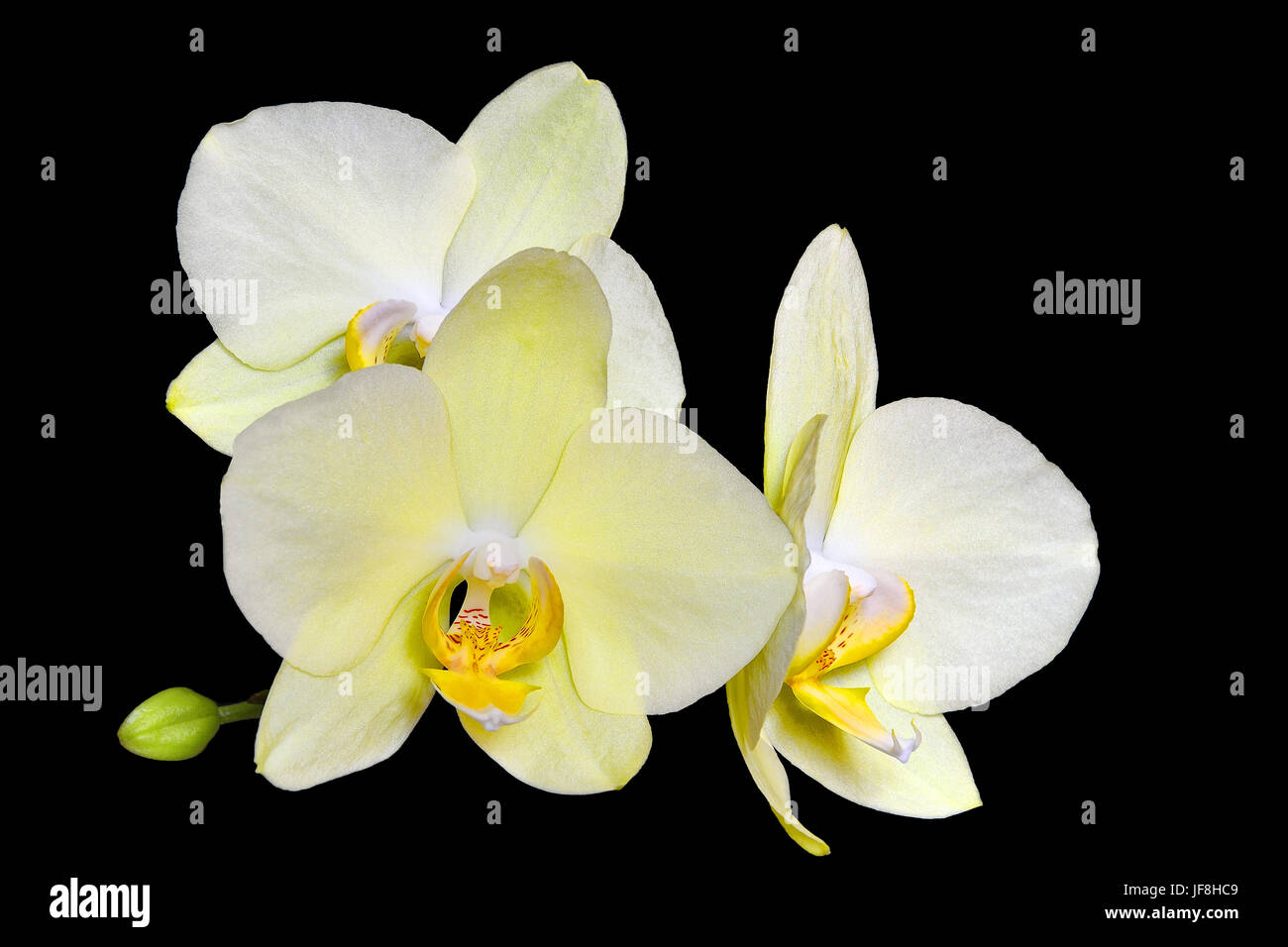 Delightful gentle yellow orchid flowers Stock Photo