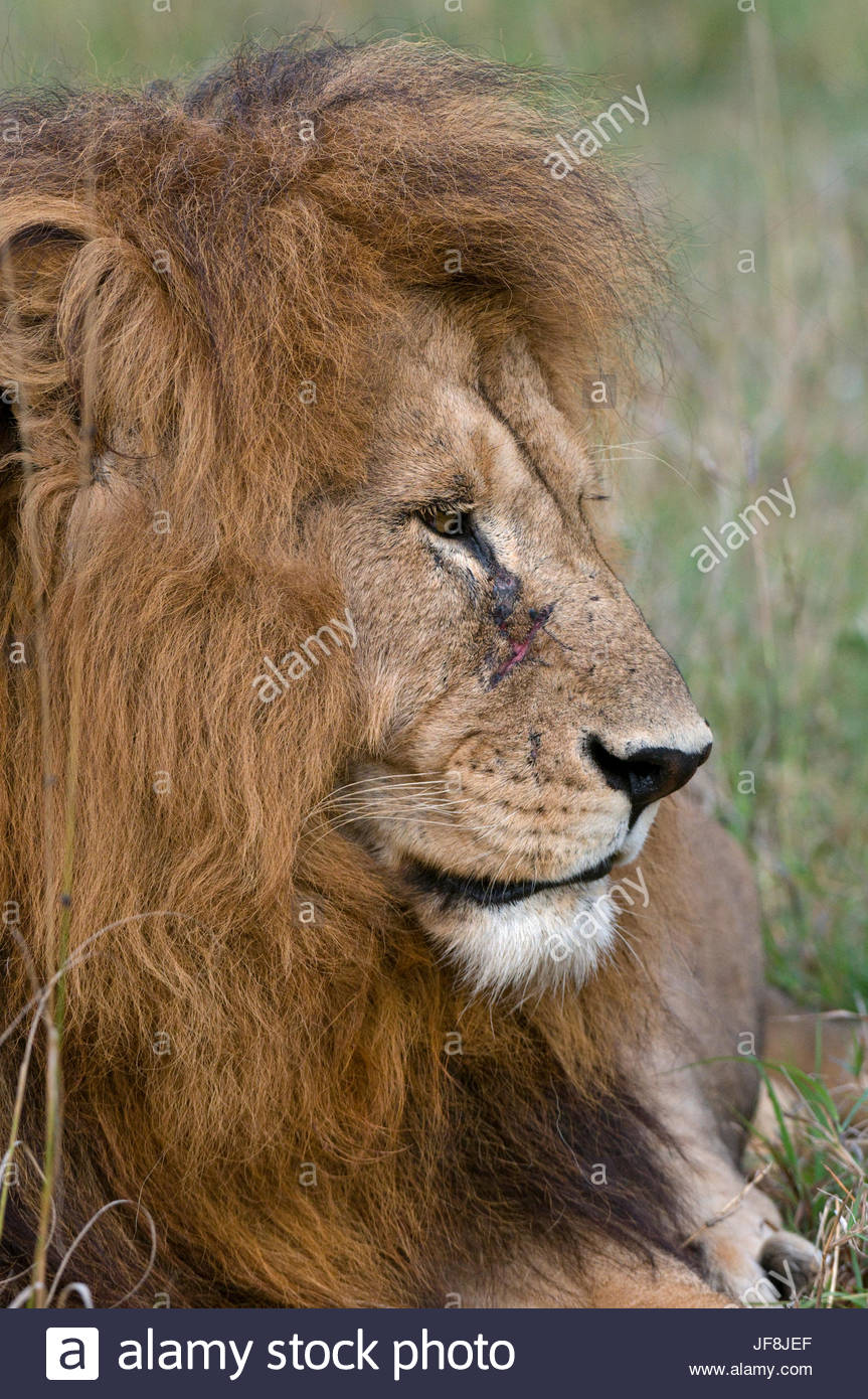 Male Lion Portrait No Mane Stock Photos & Male Lion Portrait No Mane