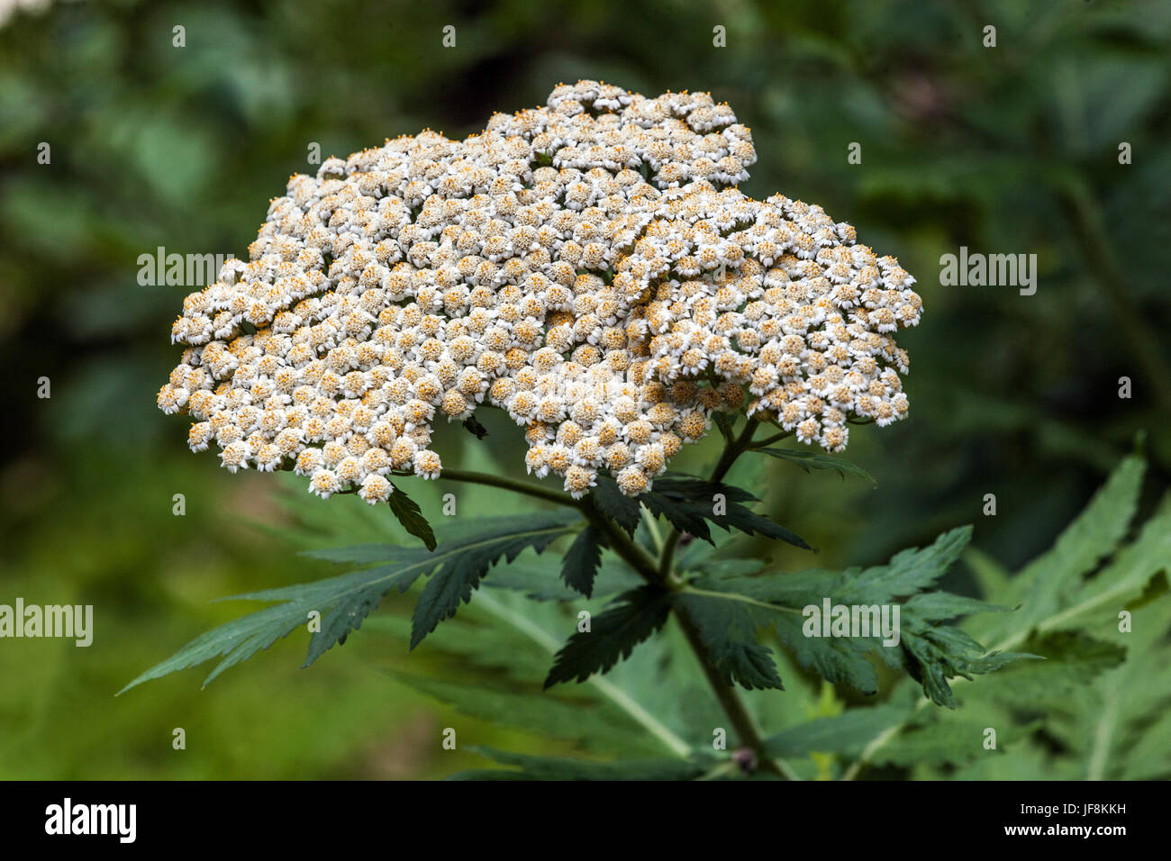 Rayed Tansy, Tanacetum macrophyllum blooming Stock Photo