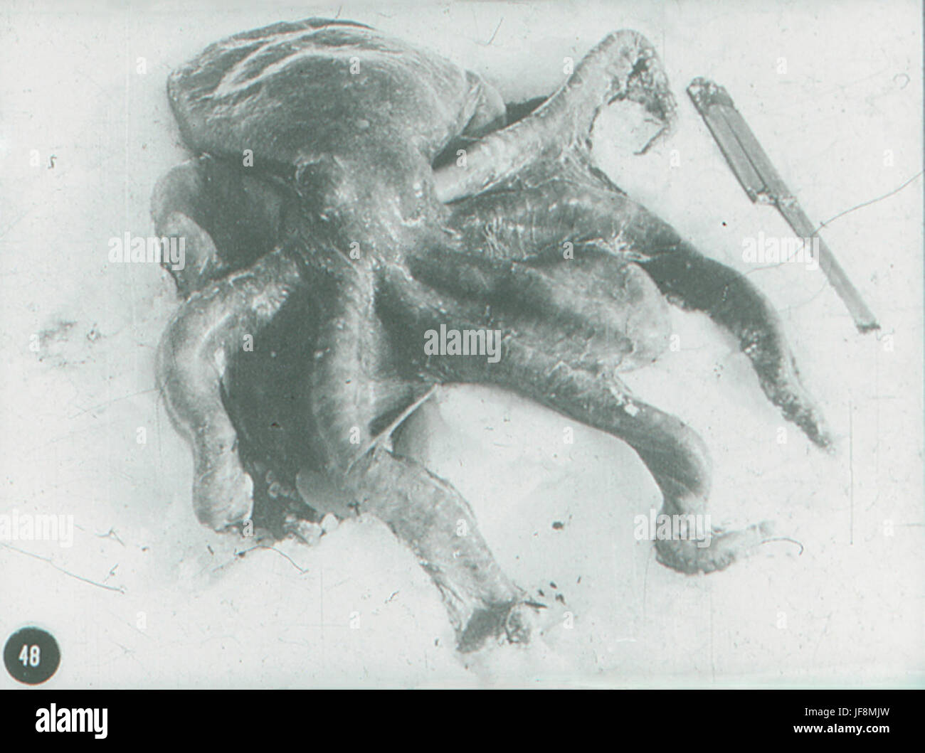 A squid found by Ponting and captured by him and 33722847364 o Stock Photo