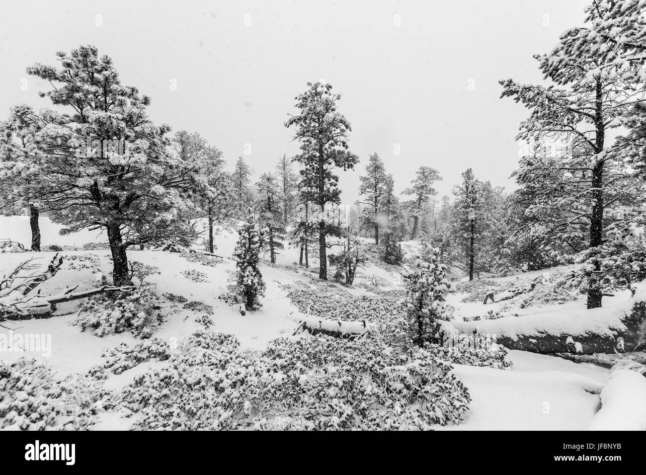 Heavy winter snowfall in progress at Bryce Canyon National Park in black and white. Stock Photo
