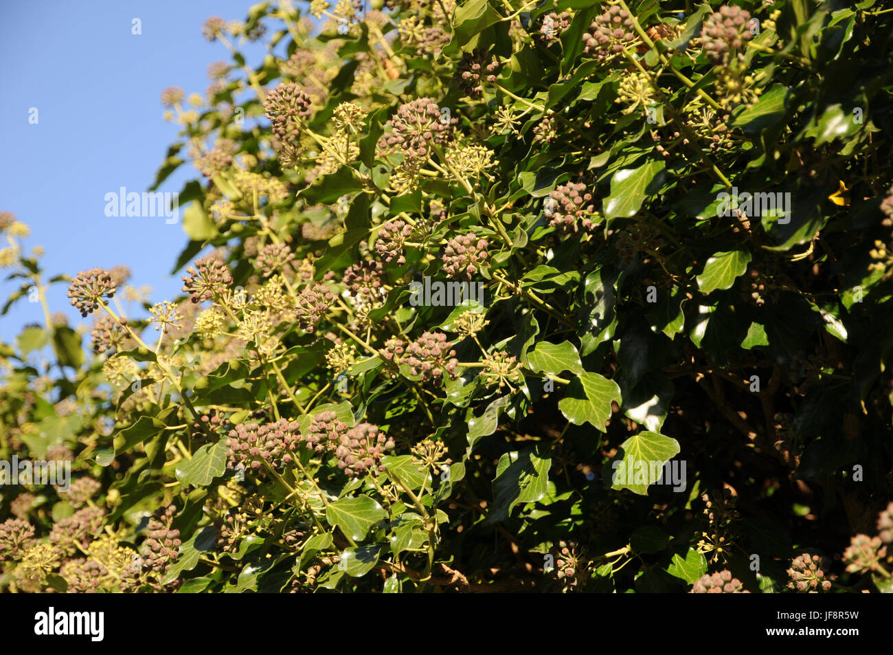 Hedera helix, Ivy, flowers, fruits Stock Photo