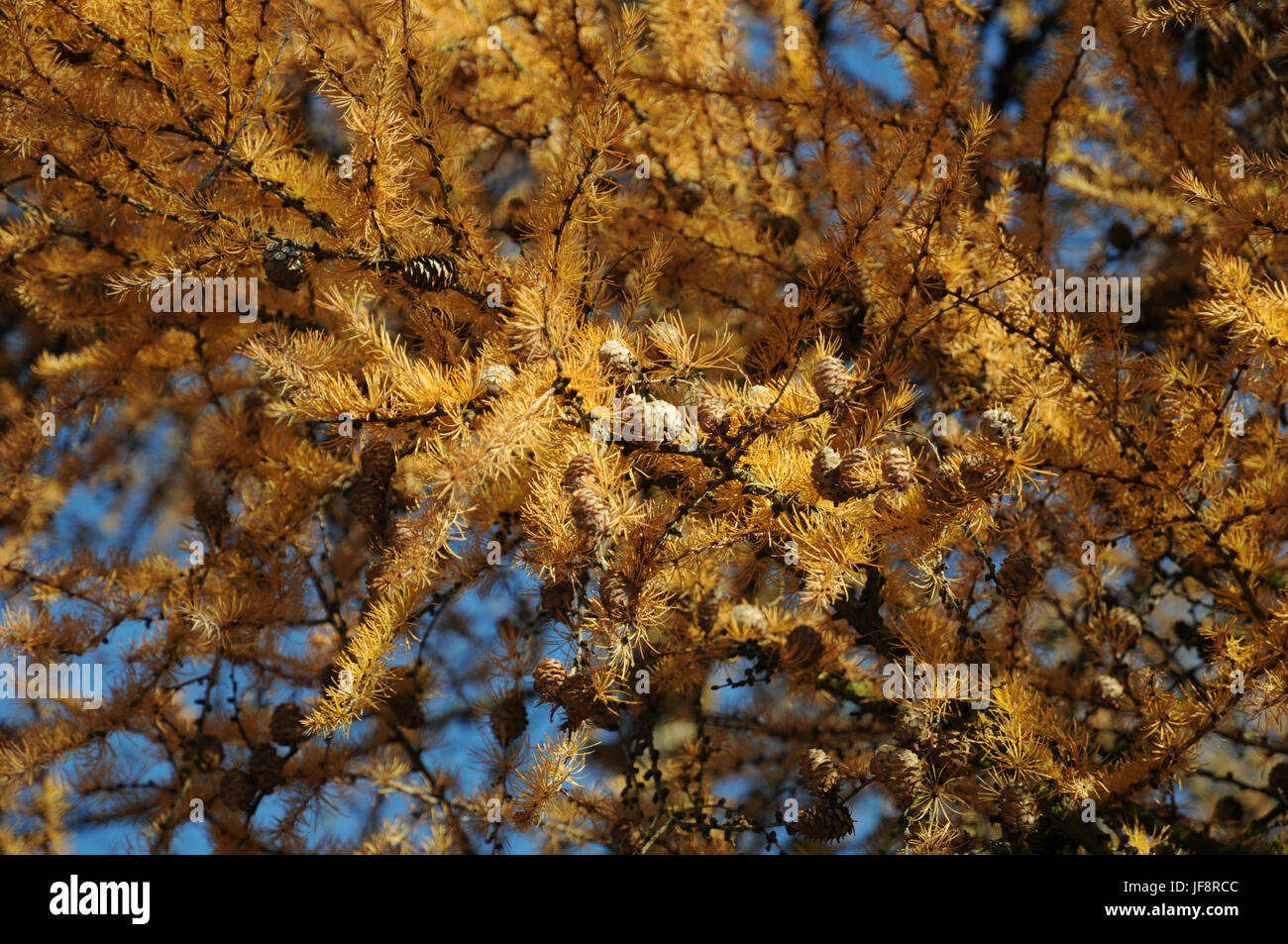 Larix europaea, Lärche, Larch, autumn, cones Stock Photo