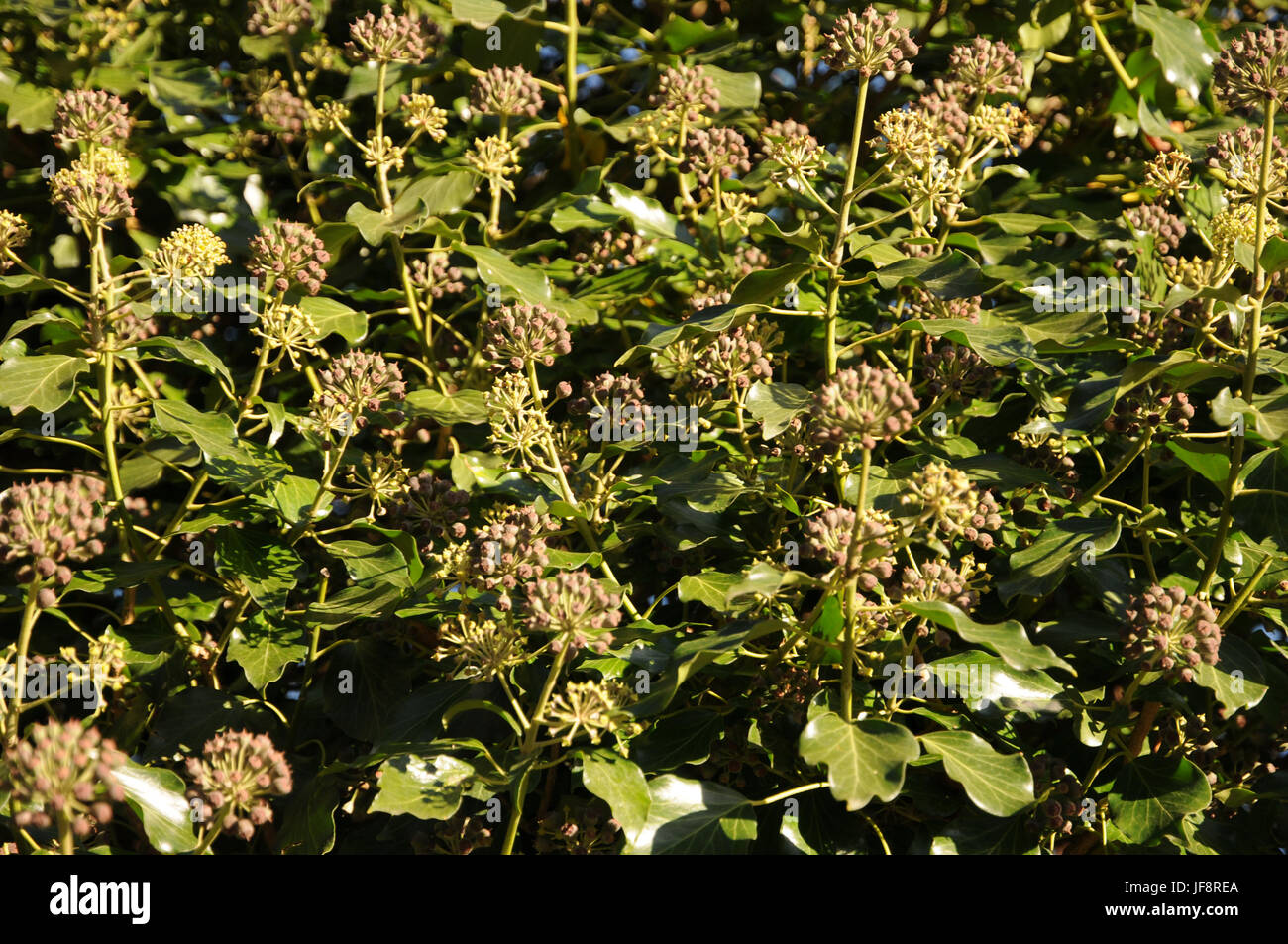 Hedera helix, Ivy, flowers, fruits Stock Photo