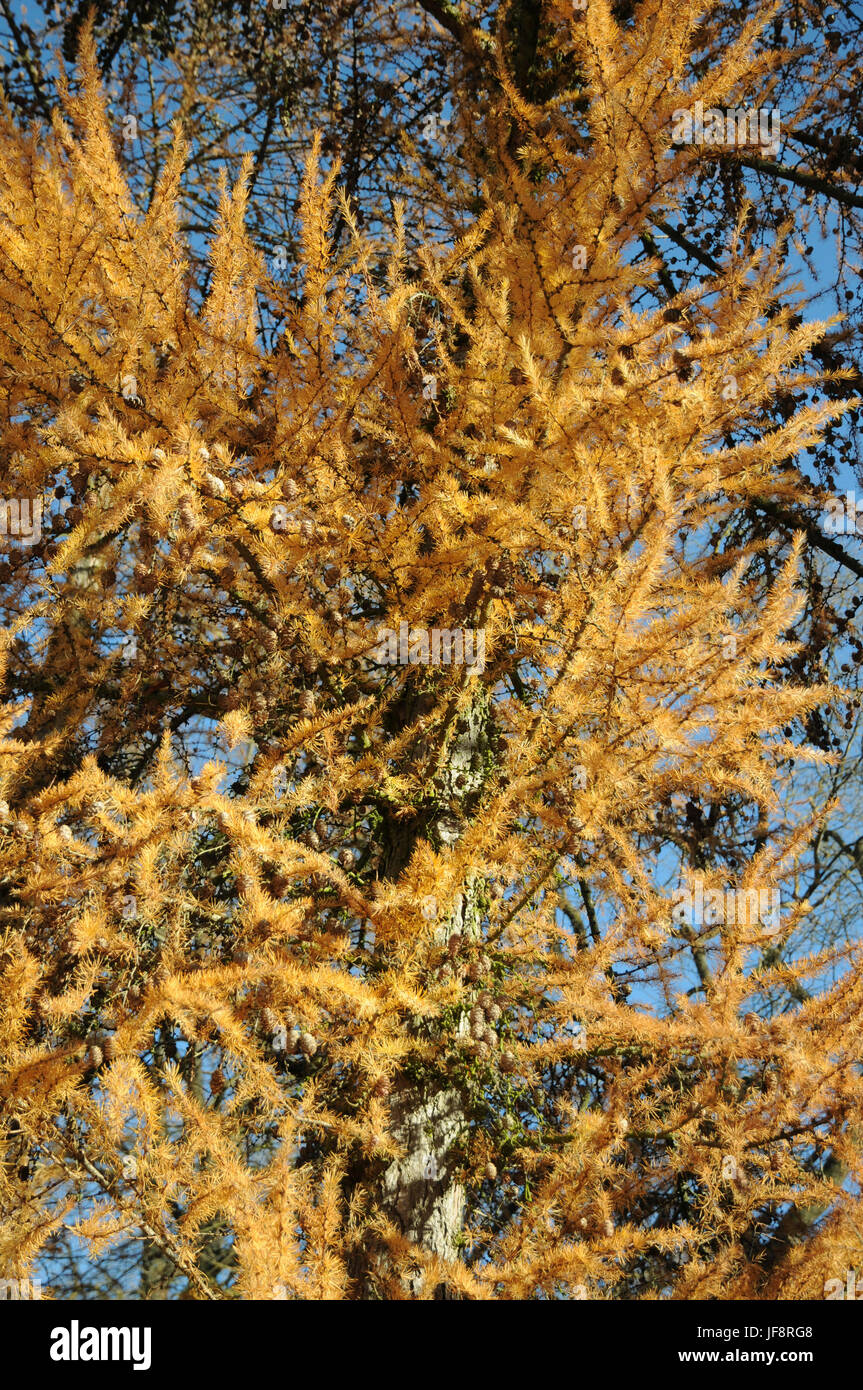 Larix europaea, Larch, autumn, cones Stock Photo