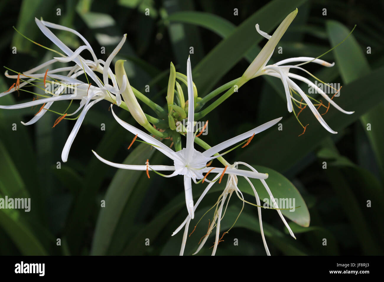 Swamp Lily, Crinum pedunculatum asiaticum Stock Photo