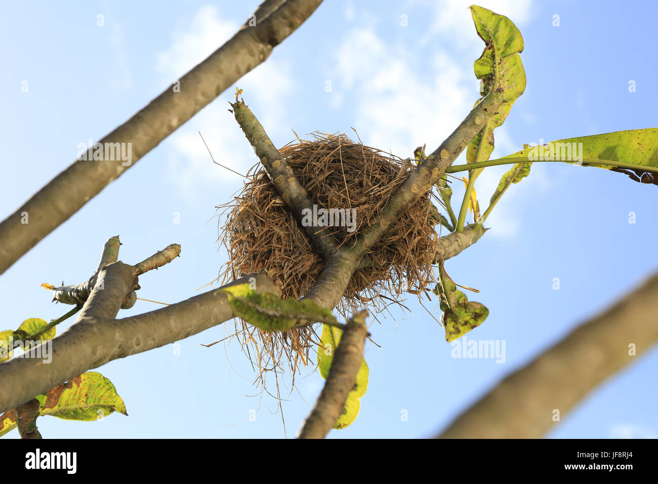 Mauritius, bird nest in a tree Stock Photo