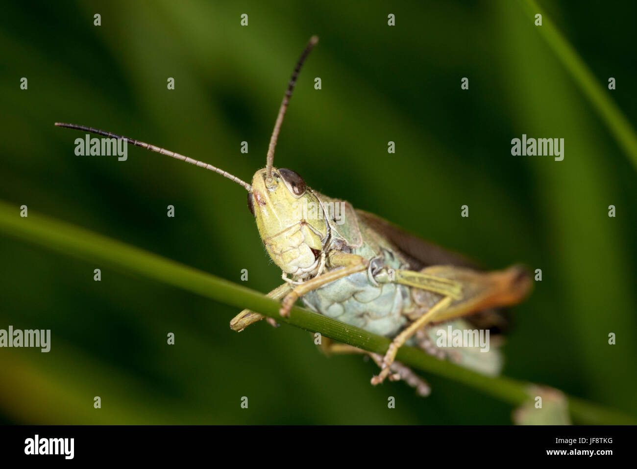 Macro portrait of the grasshoppers from the Velebit mountain, Croatia Stock Photo