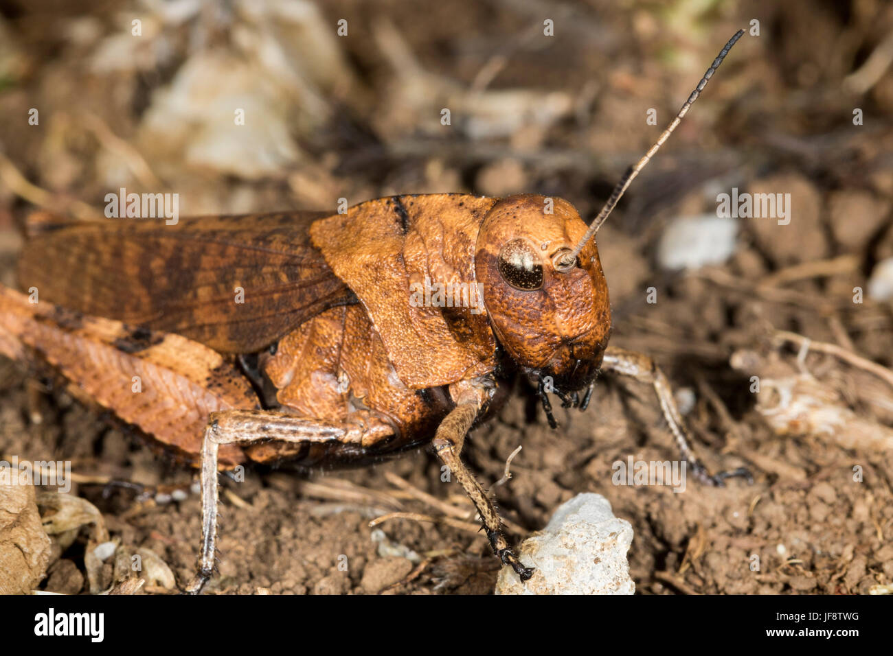 Macro portrait of the grasshoppers from the Velebit mountain, Croatia Stock Photo