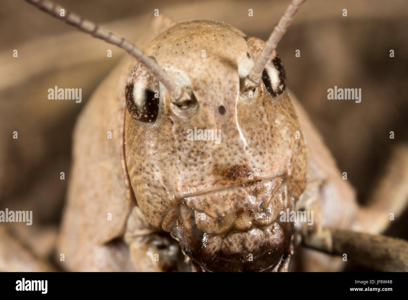 Macro portrait of the grasshoppers from the Velebit mountain, Croatia Stock Photo