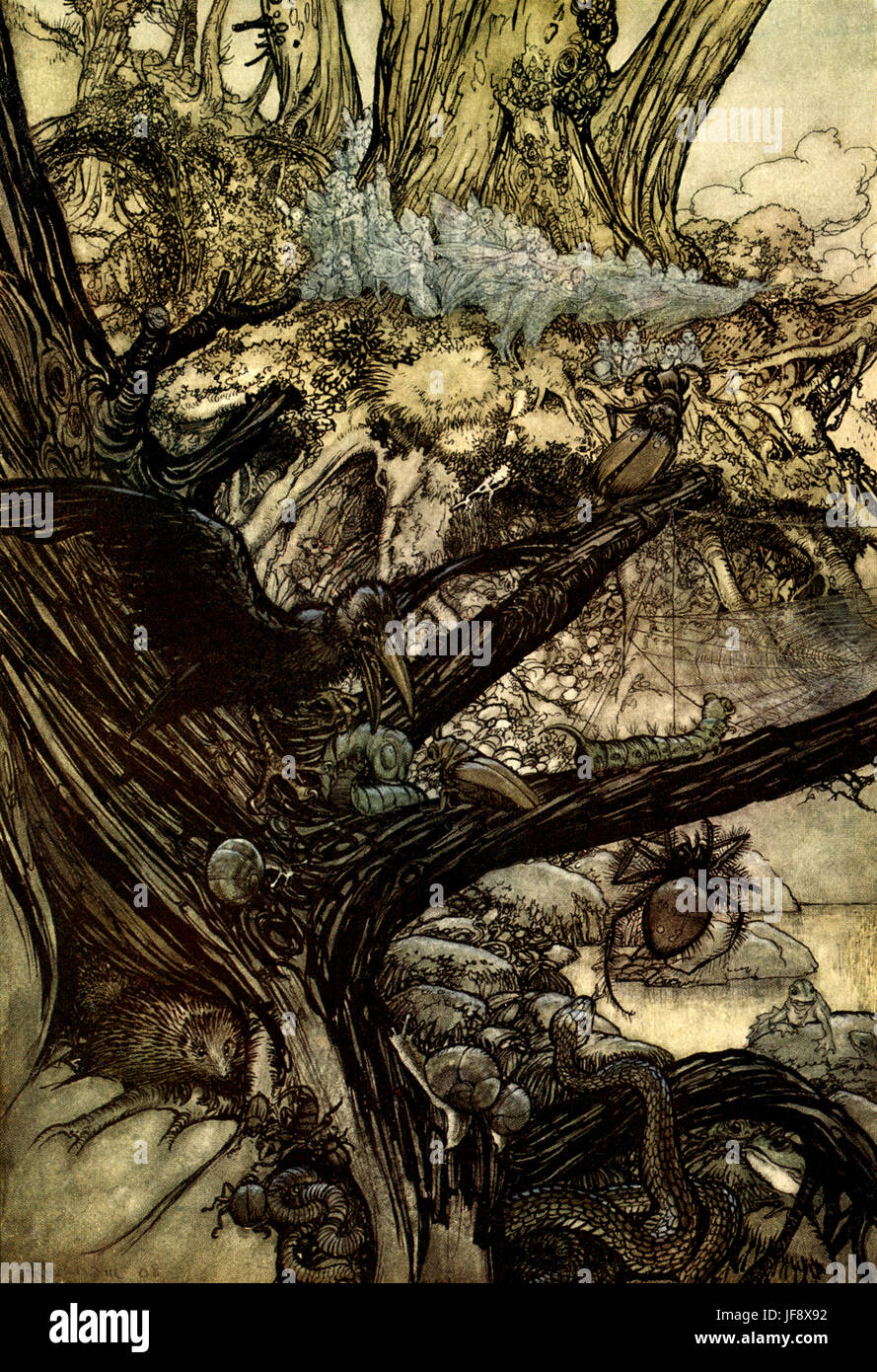 A Midsummer Night's Dream. Illustration by Arthur Rackham (1867 - 1939 ...