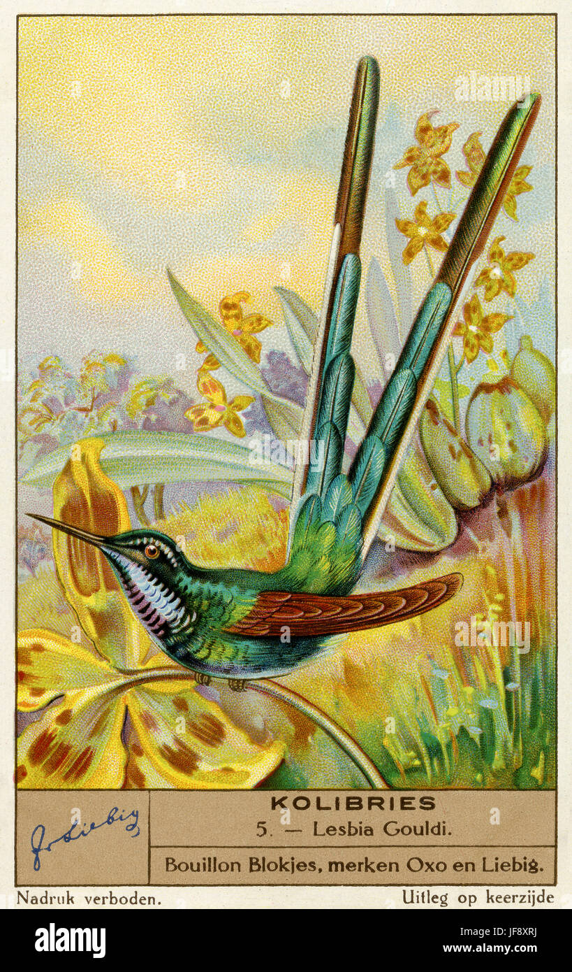 Greentailed trainbearer (Lesbia nuna gouldii) Hummingbirds. Liebig collectors' card 1936 Stock Photo