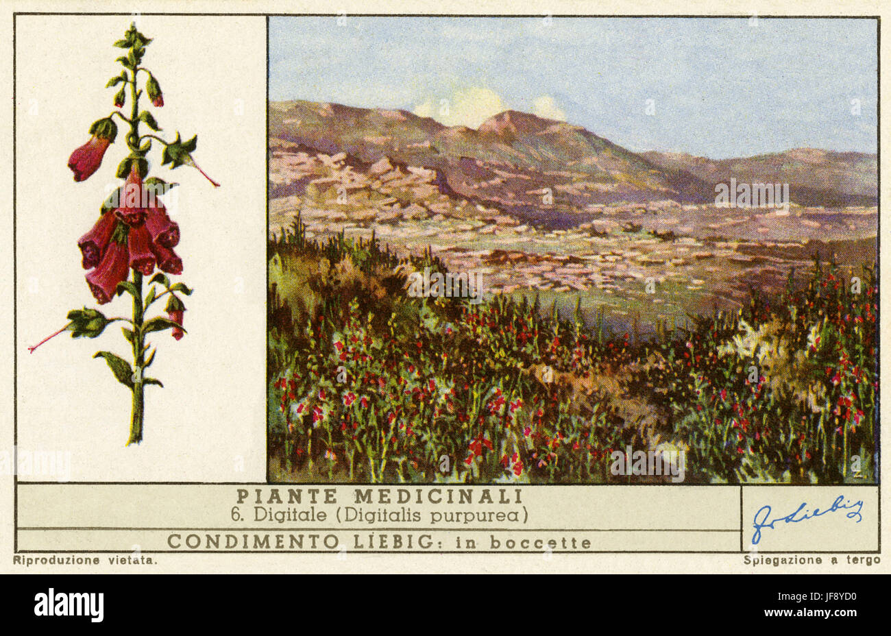 Foxglove (digitalis purpurea), formerly used to treat heart failure in