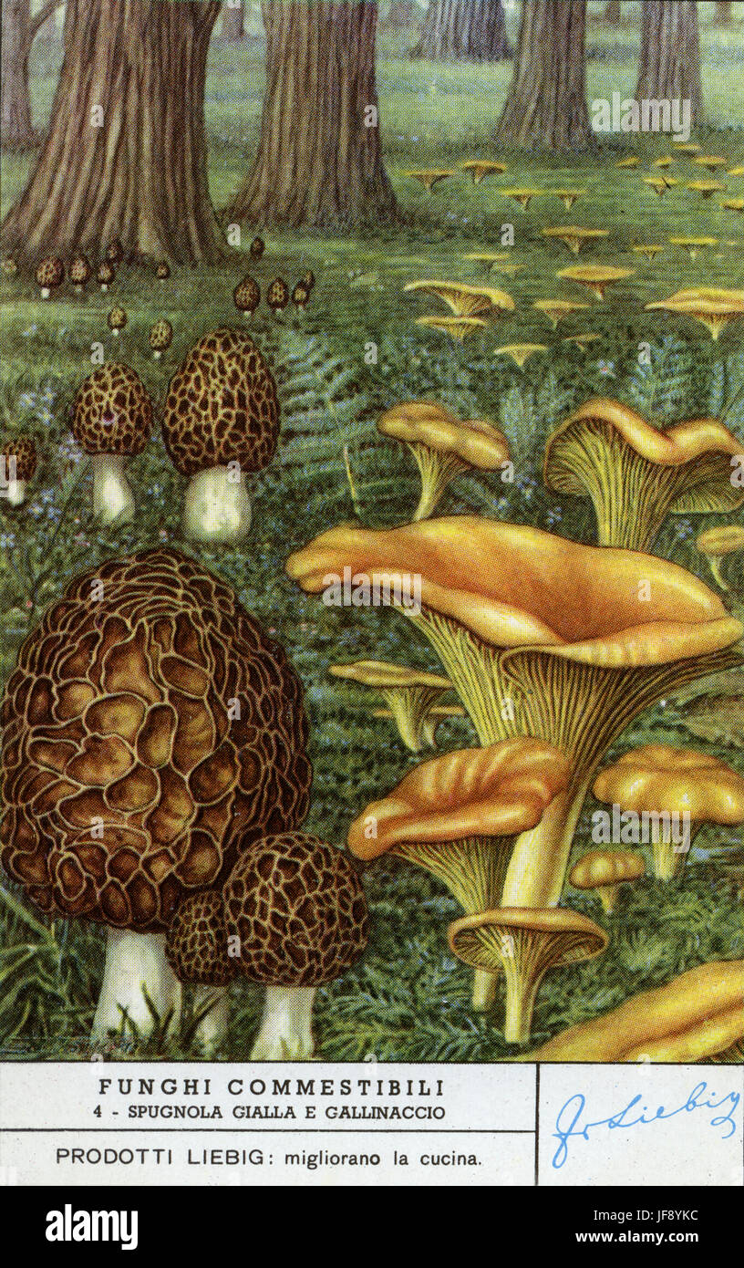 Morels (morchella rotunda) and chanterelles (Cantharellus cibarius). Edible mushrooms. Liebig collectors card, 1950 Stock Photo