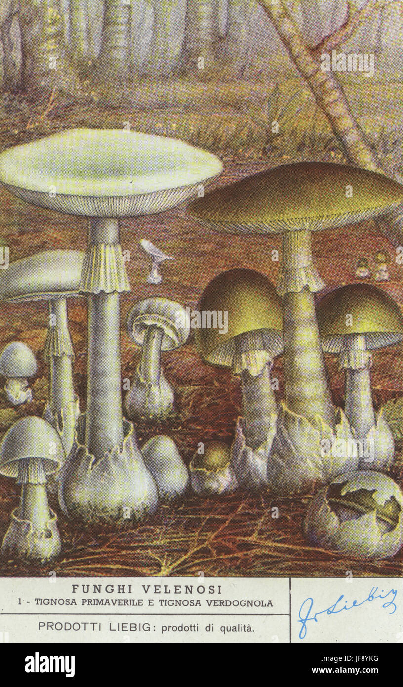 destroying angel mushroom images and clipart