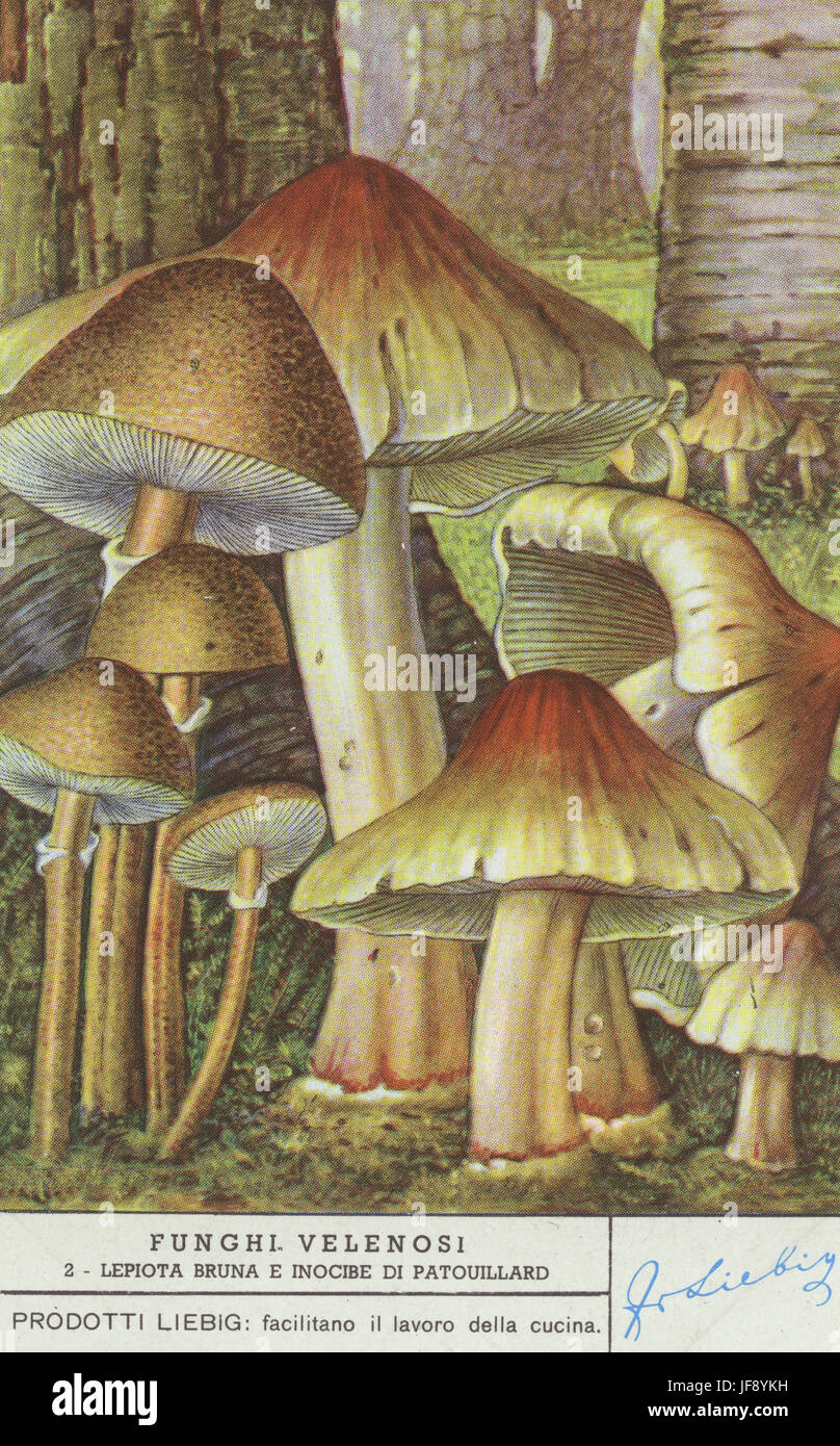 Lepiota helveola and deadly fibrecap (Inocybe erubescens / inocybe patouillardii). Poisonous mushrooms. Liebig collectors card, 1950 Stock Photo