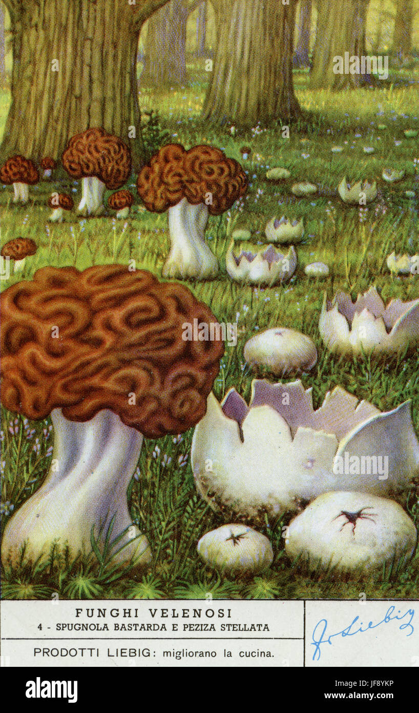 Gyromitra esculenta and pink crown / violet crown-cup / violet star cup (Sarcosphaera coronaria / sarcosphaera eximia) Poisonous mushrooms. Liebig collectors card, 1950 Stock Photo