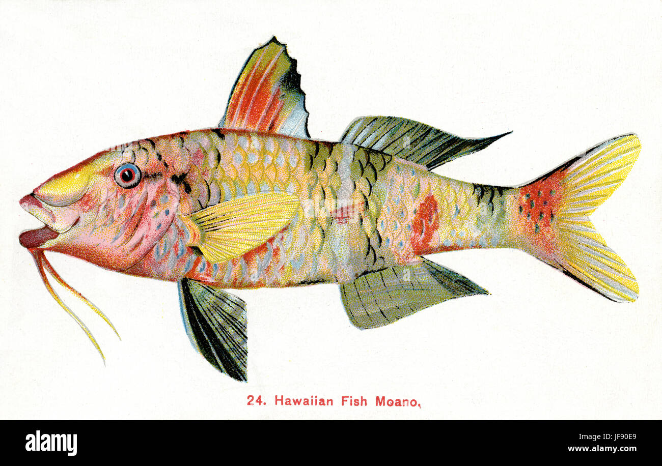 Manybar Goatfish (Parupeneus multifasciatus) Pacific fish species found around the coast of Hawaii, Hawaiian name 'Moano' Stock Photo