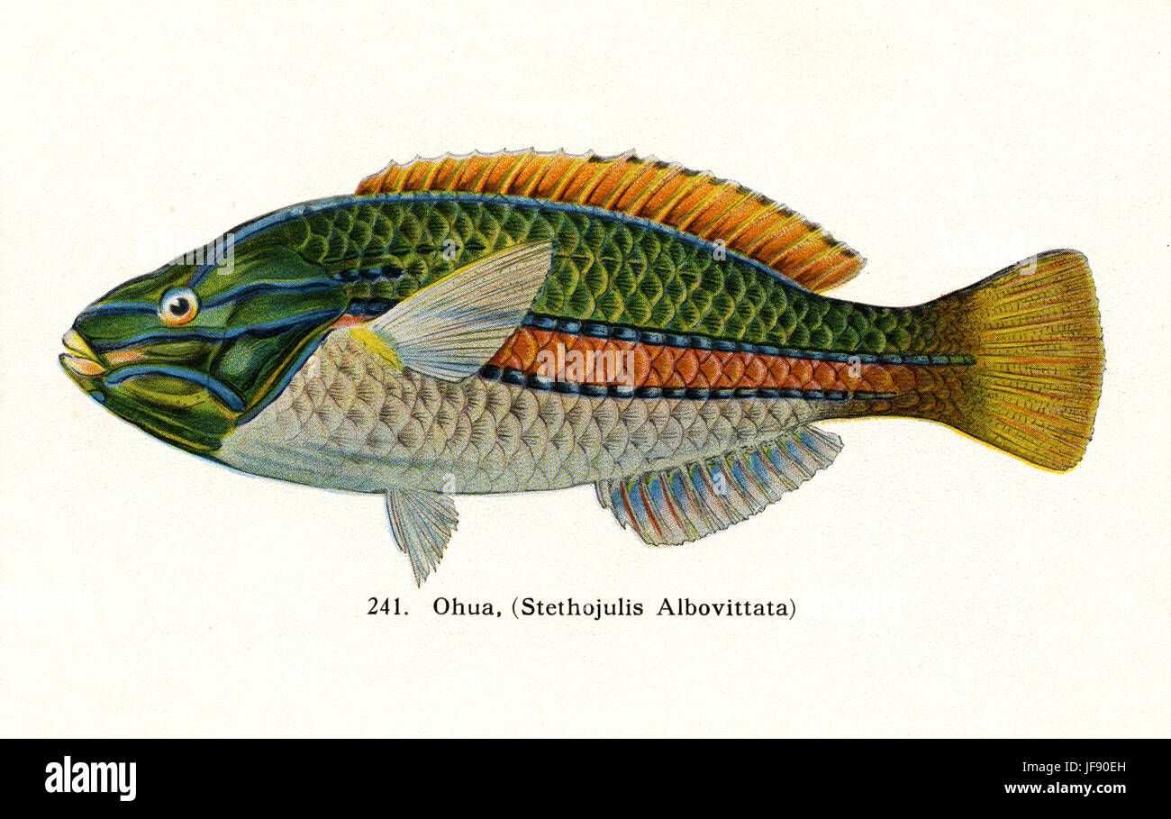 Bluelined wrasse (Stethojulis albovittata) Pacific fish species found around the coast of Hawaii. Hawaiian name 'Ohua' Stock Photo
