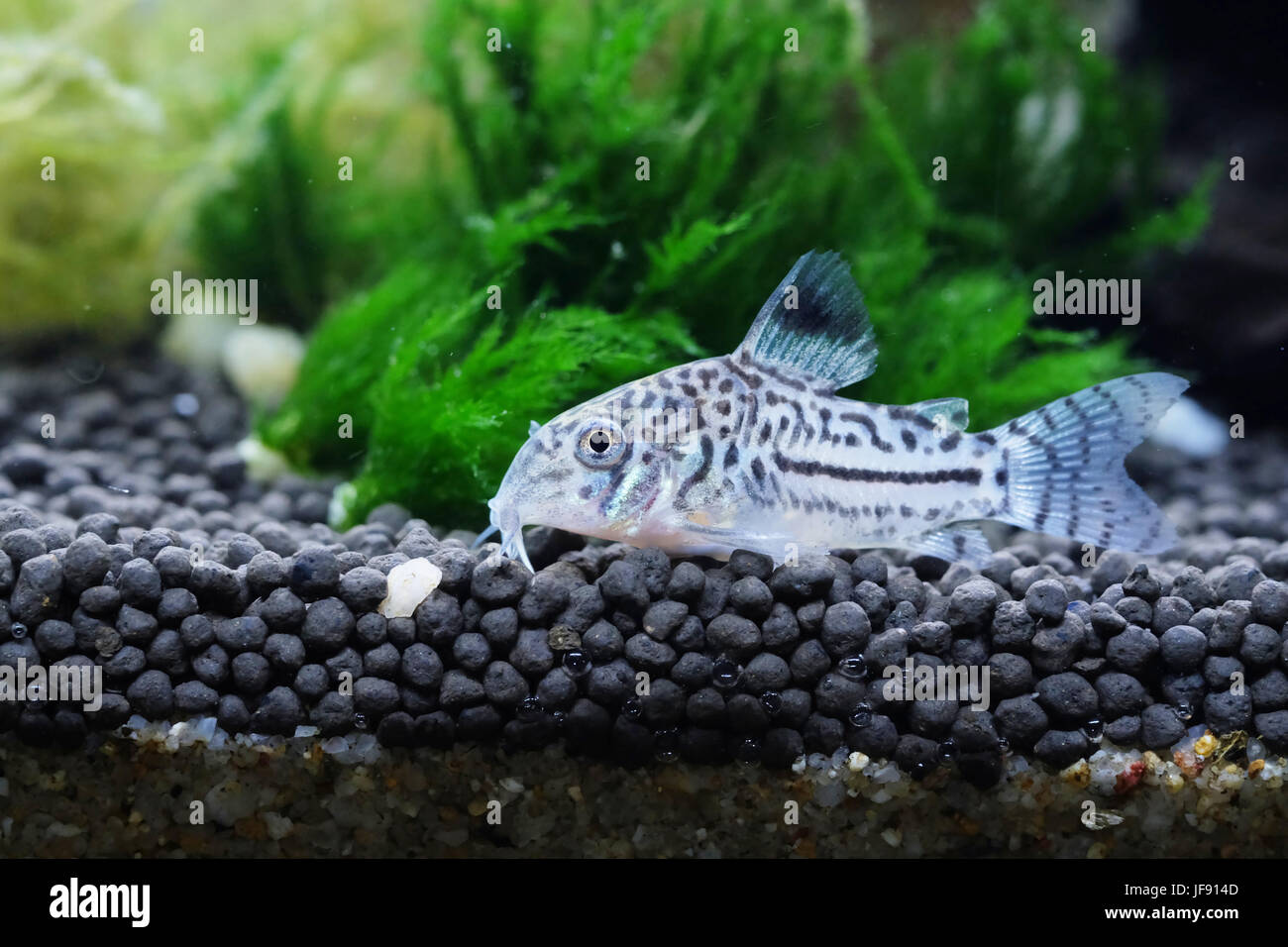 Portrait of a Spotted Corydoras Stock Photo