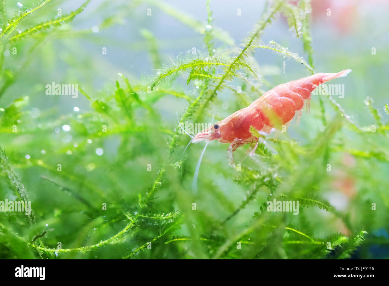Portrait of a Red Cherry Shrimp Stock Photo