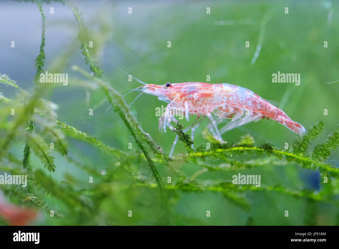 Portrait of a Tropical Shrimp Stock Photo