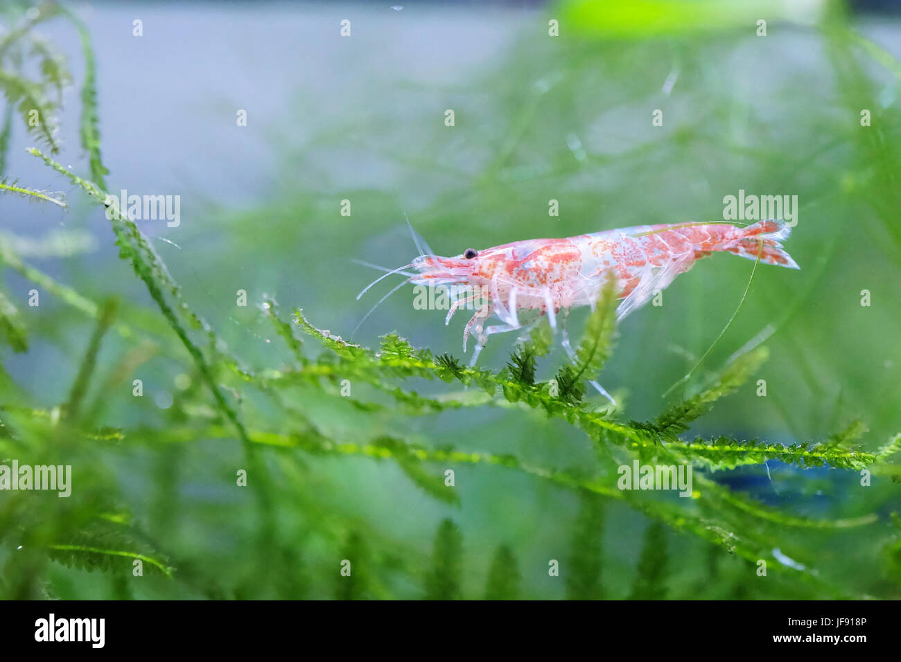 Portrait of a Tropical Shrimp Stock Photo