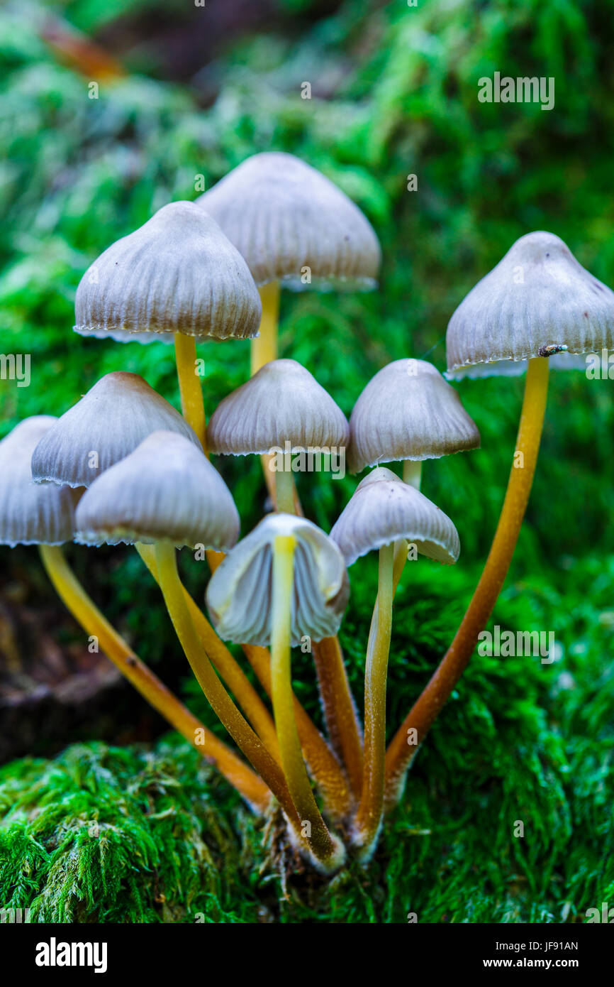 Beautiful bonnet mushroom (Mycena renati). Stock Photo