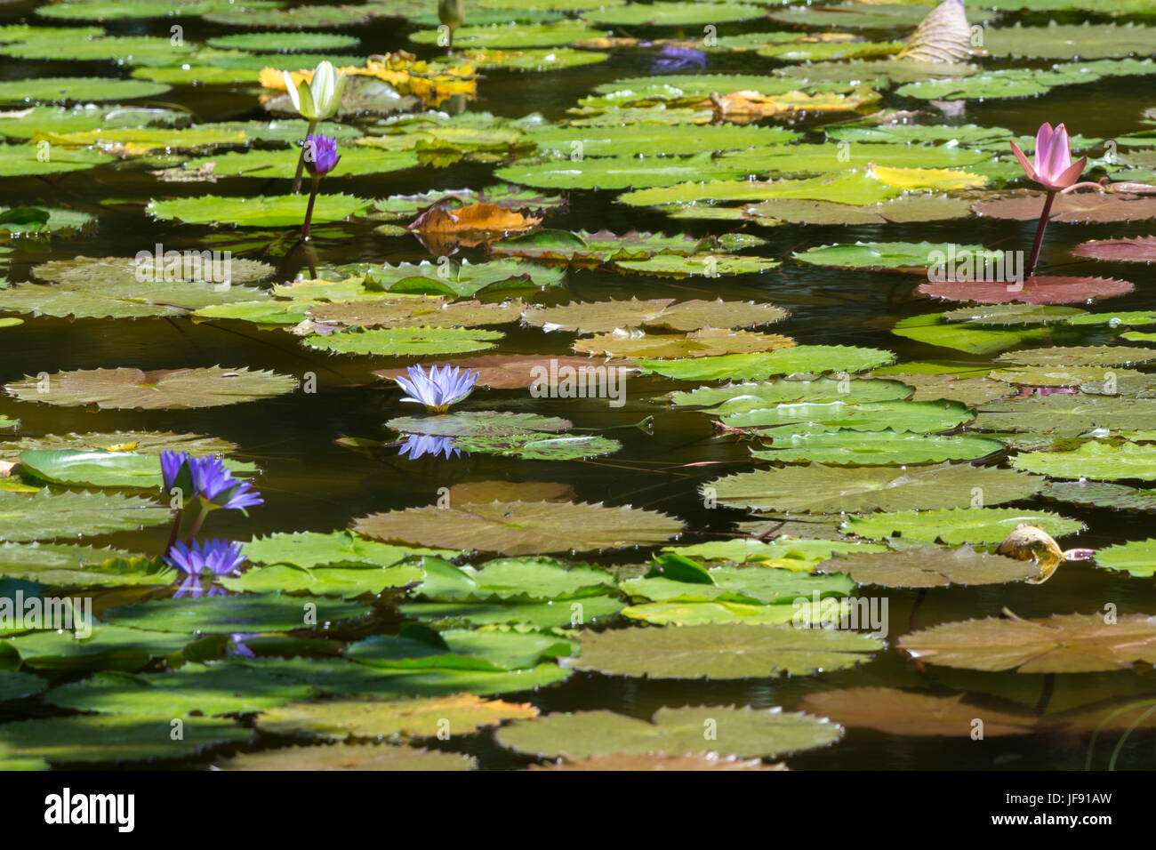 Lily Pond At Kenilworth Park And Aquatic Gardens In Washington Dc