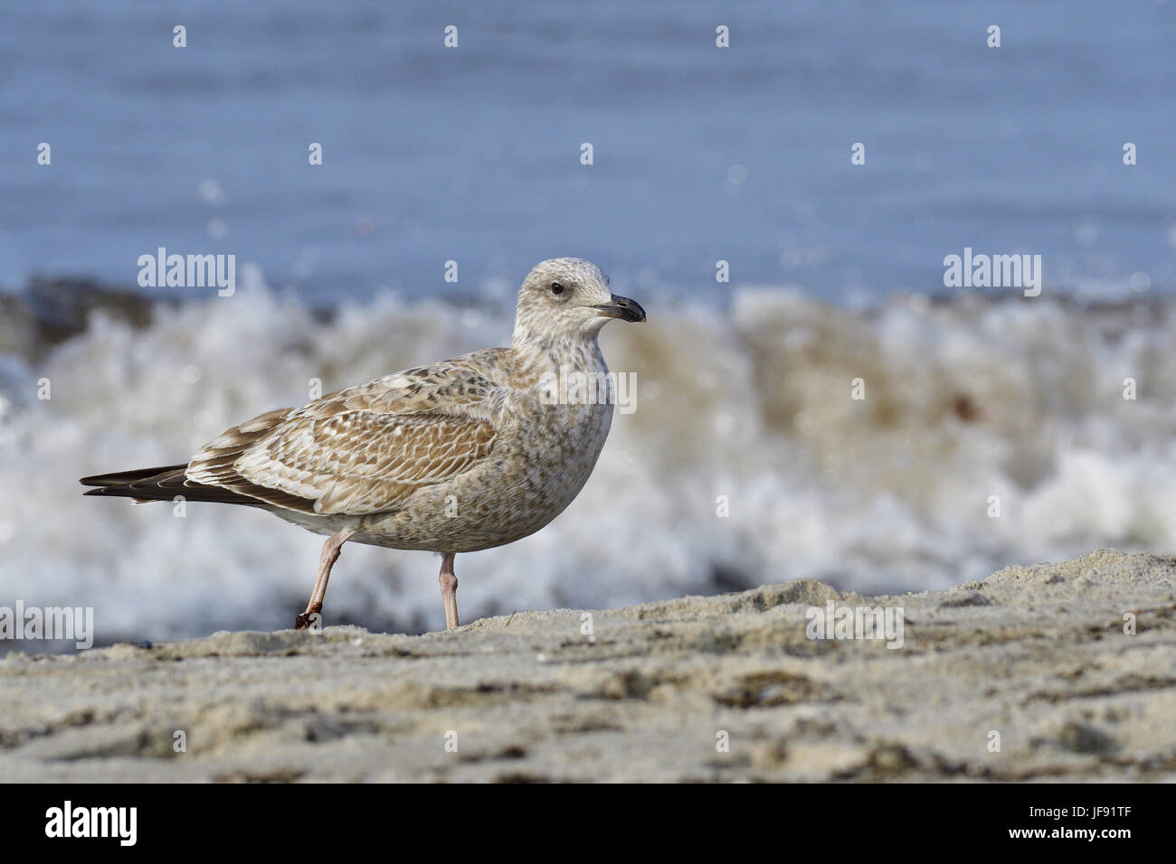 European herring gull Stock Photo