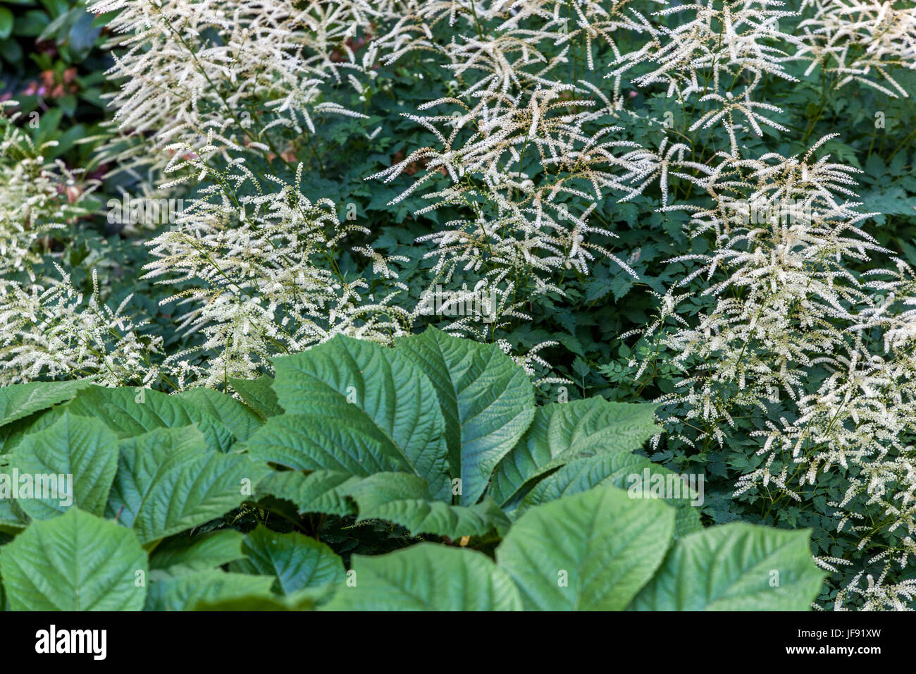 Aruncus aethusifolius ' Sommeranfang ', Rodgersia pinnata, flowers for shady parts of the garden Stock Photo