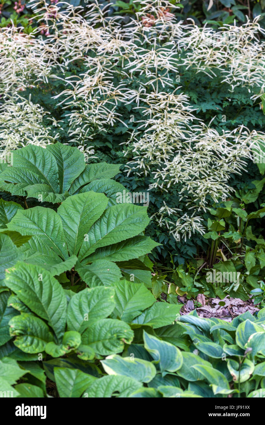 Aruncus aethusifolius ' Sommeranfang ', Rodgersia pinnata and Hosta, flowers for shady parts of the garden border Stock Photo