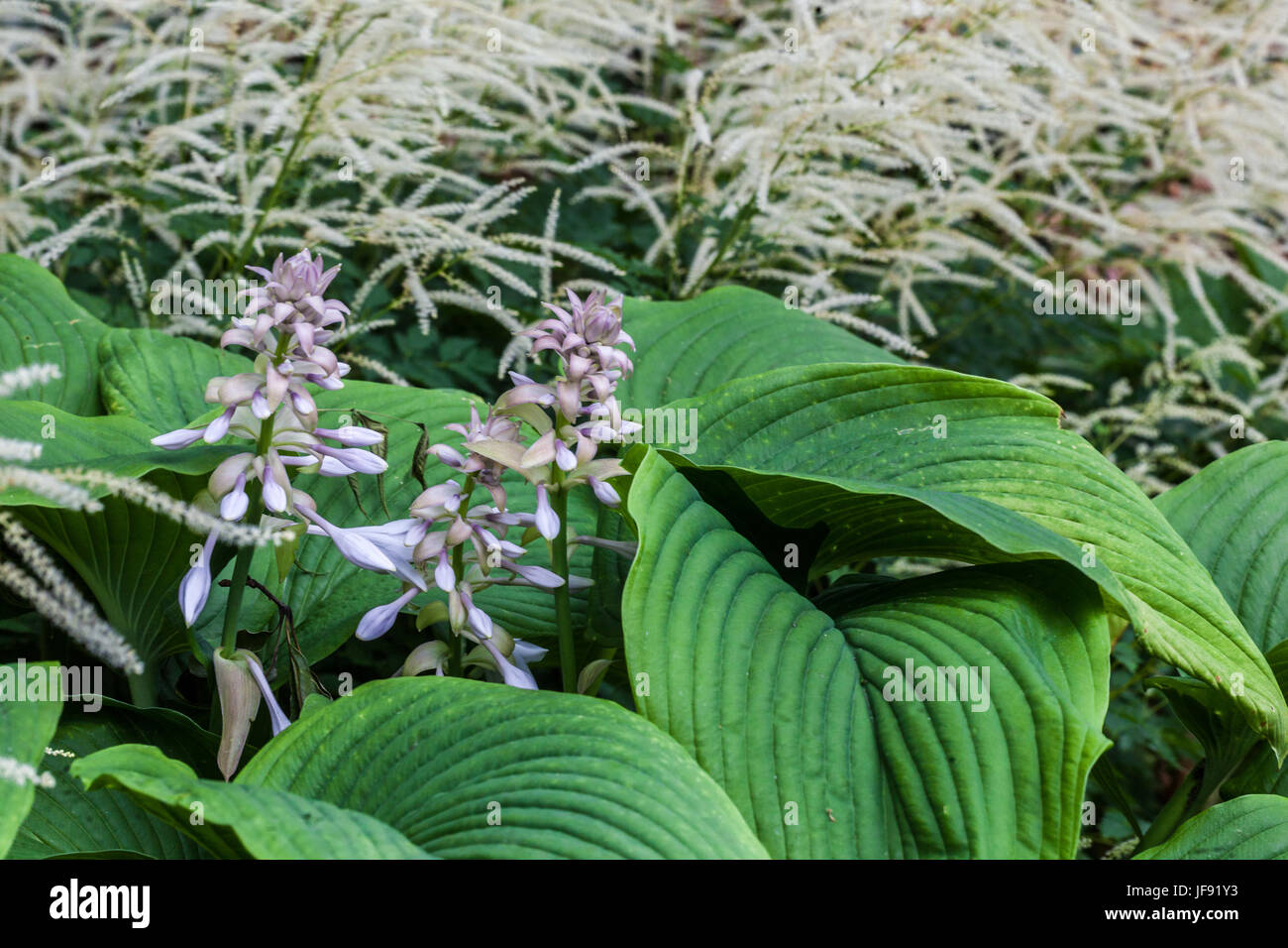 Aruncus aethusifolius ' Sommeranfang ' and Hosta Green Acres, flowers garden Stock Photo