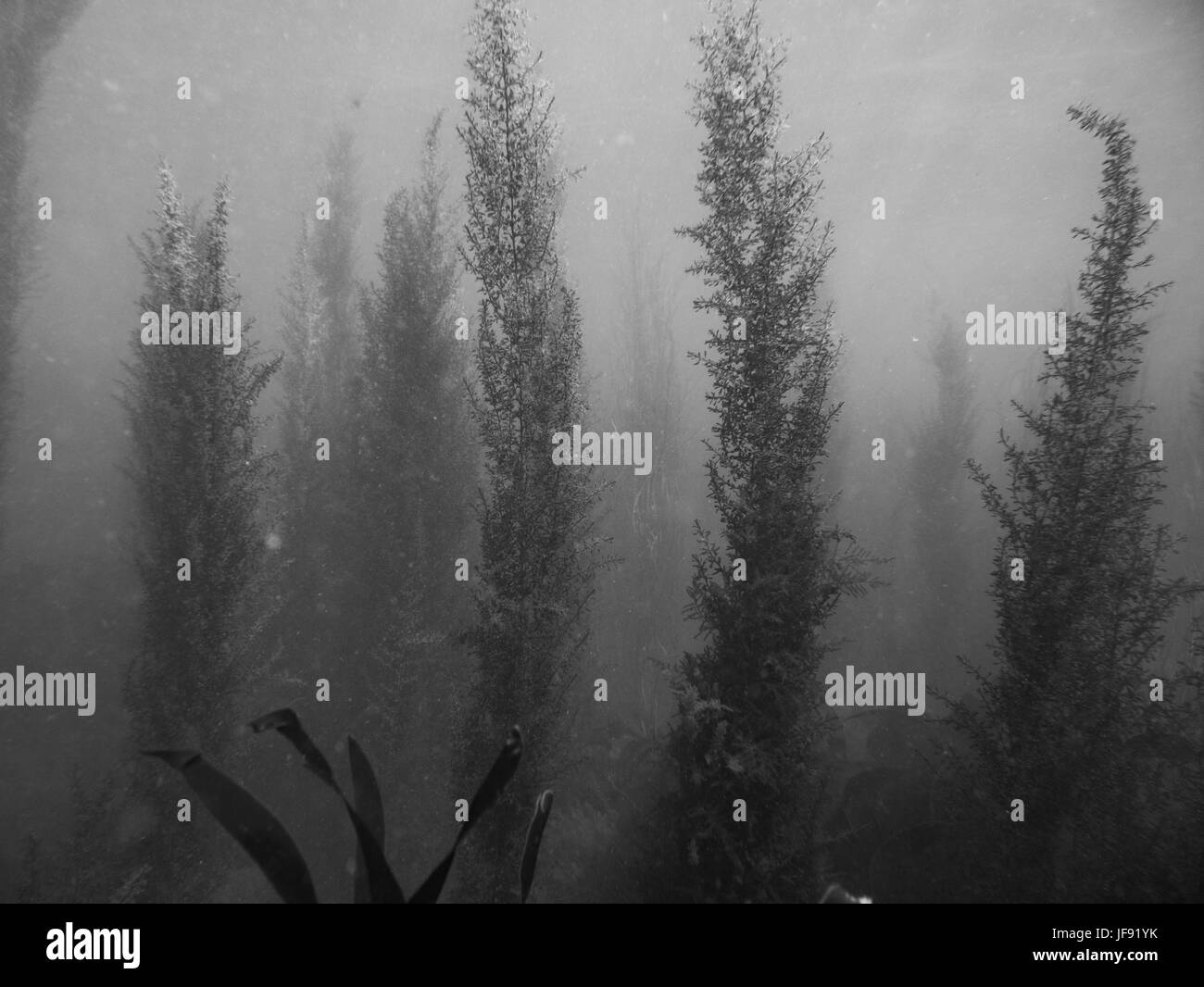 Fish underwater uk Black and White Stock Photos & Images - Alamy
