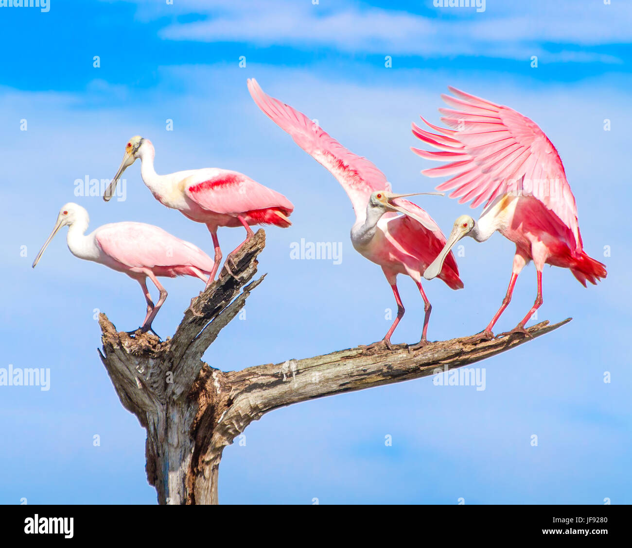 Spoonbill spoonbills High Resolution Stock Photography and Images Alamy