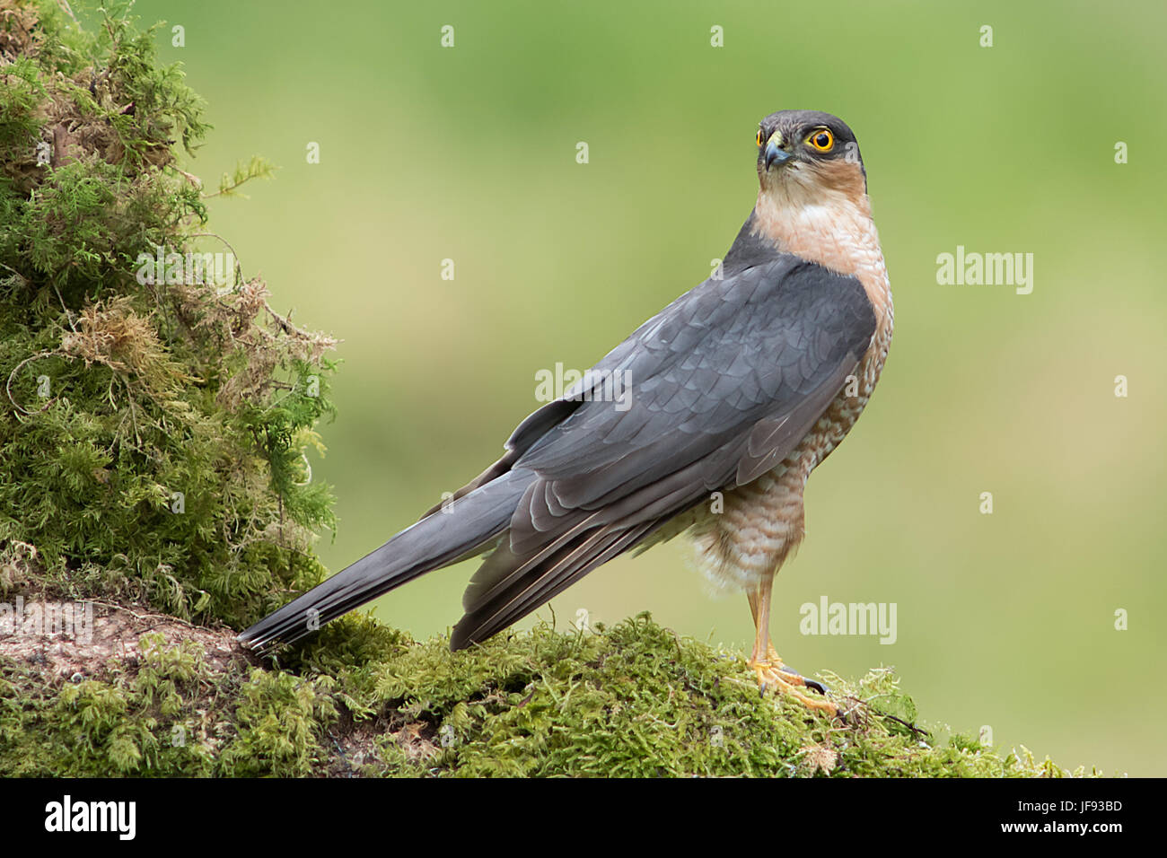 A male sparrowhawk stands alert toking behind and perched on an old moss covered tree branch. full length side view Stock Photo