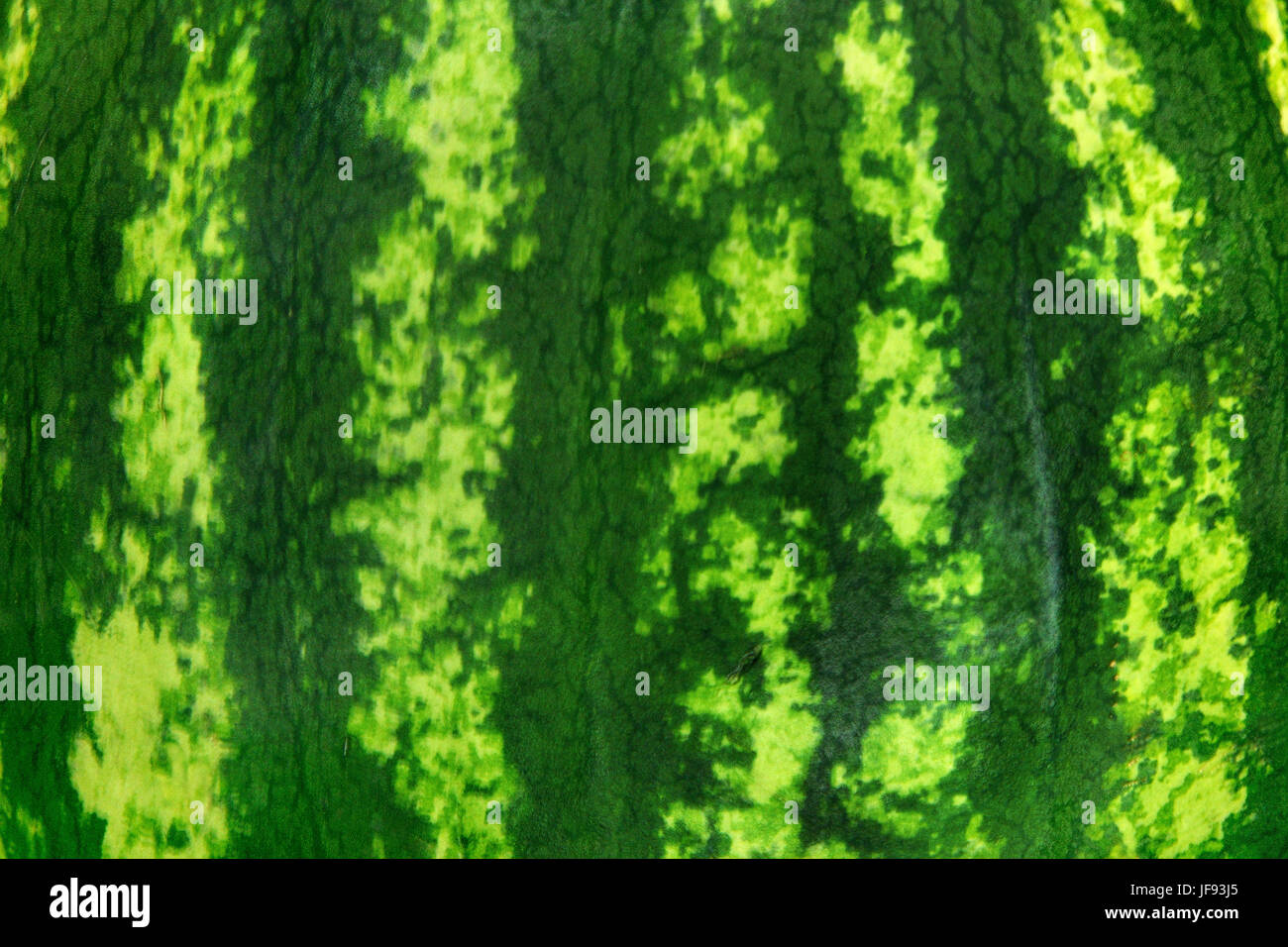 Abstract texture whit watermelon skin Stock Photo