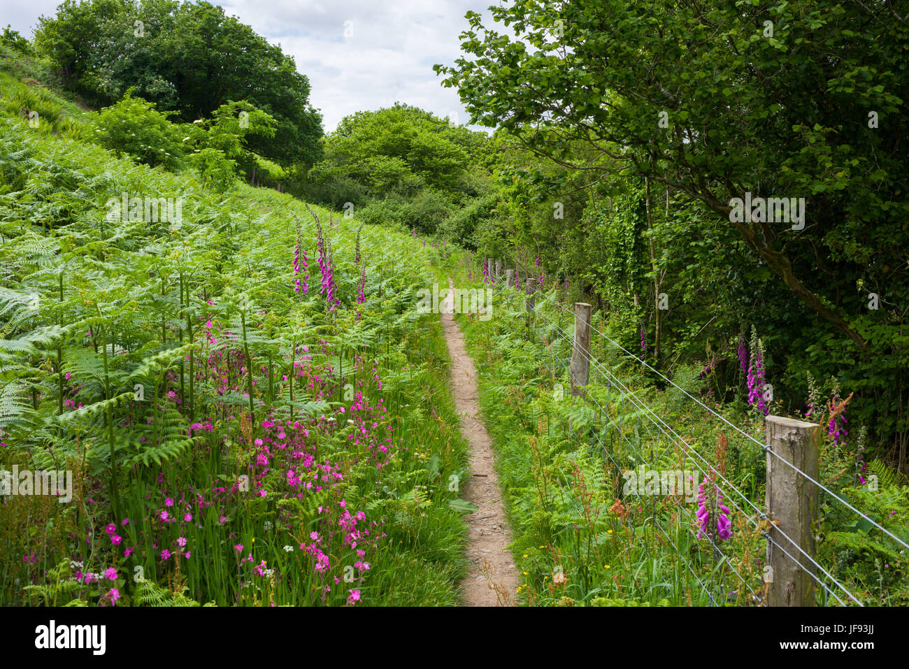 Sea Campion, Common Foxgloves and Bracken growing beside The South West Coast Path at Buck's Mills, North Devon, England. Stock Photo