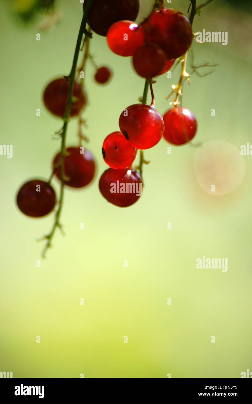 The ripe red berries and grape-like fruit bunches of currants. Stock Photo