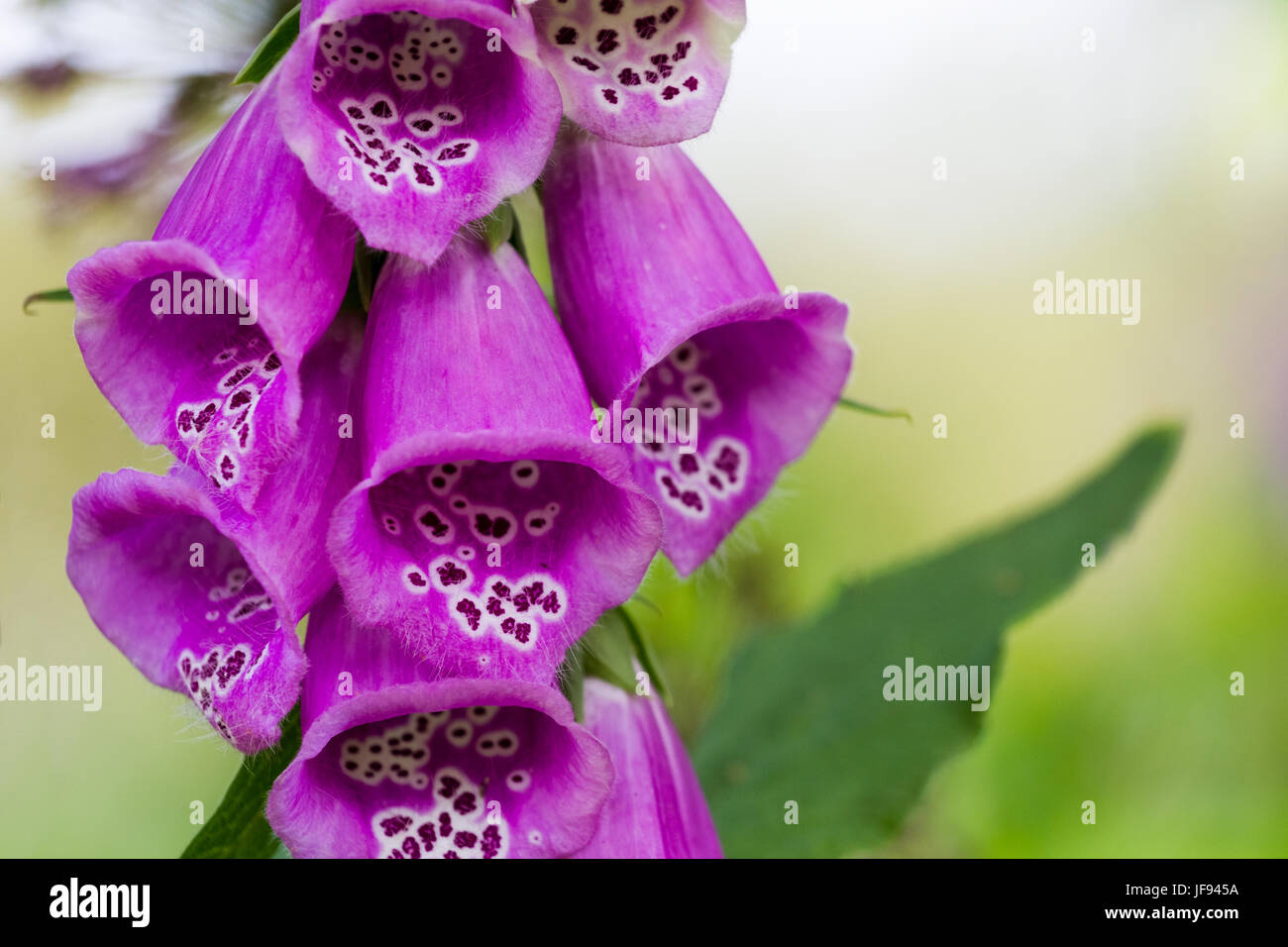 Digitalis purpurea Stock Photo