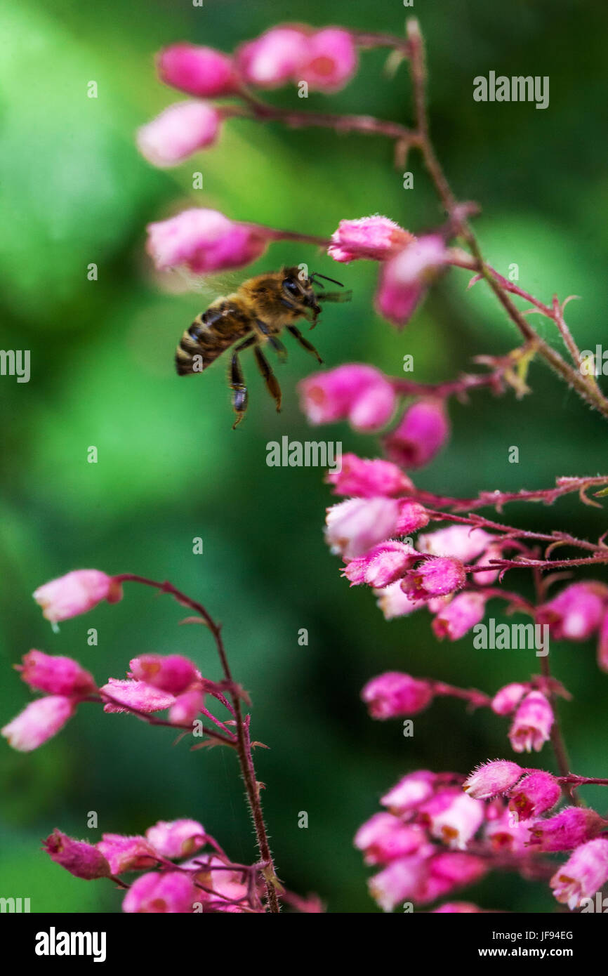 Bee on Heuchera ' Rosada ' Coral Bells Heucheras bee flying Stock Photo